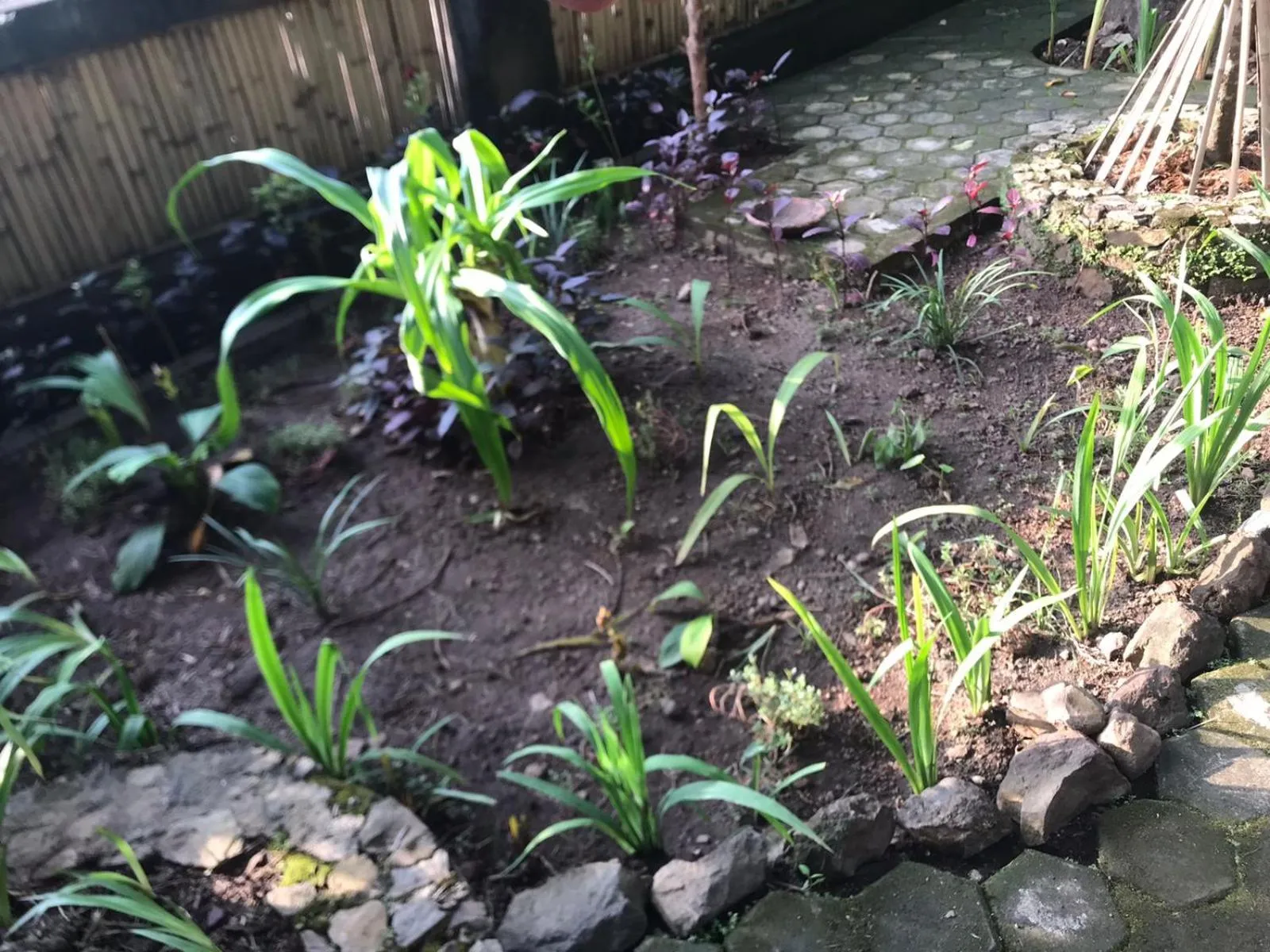 Garden in Sasak Lebung Home