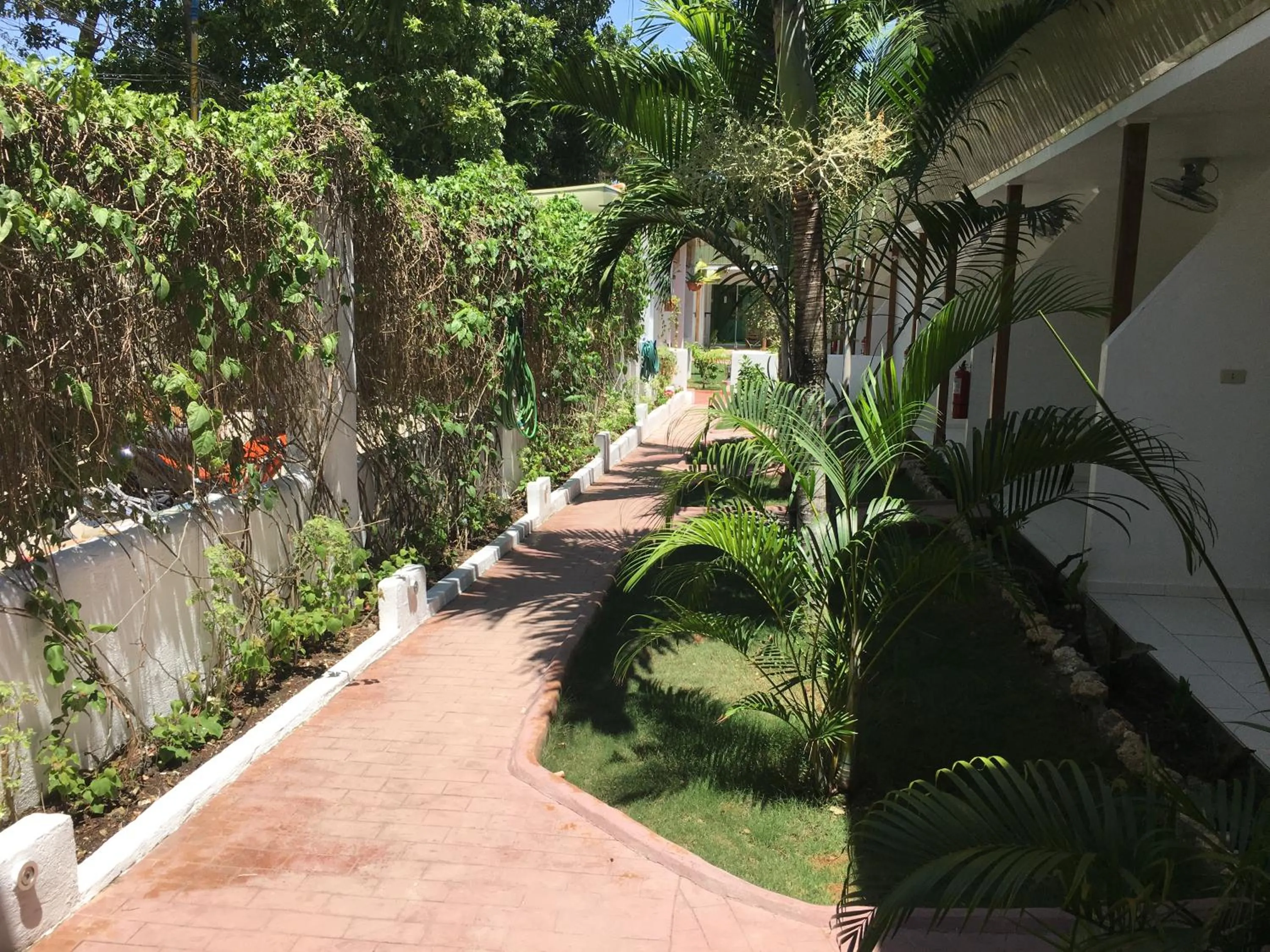 Garden in Alona Gecko Inn