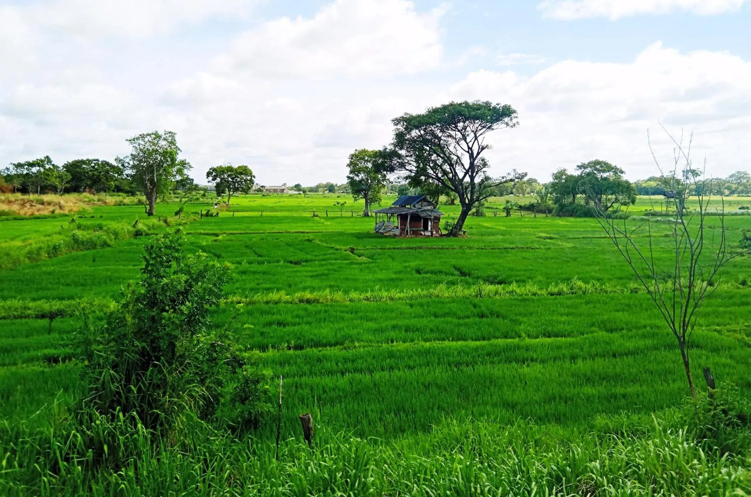 Spring in Sigiriya Rock Gate Resort