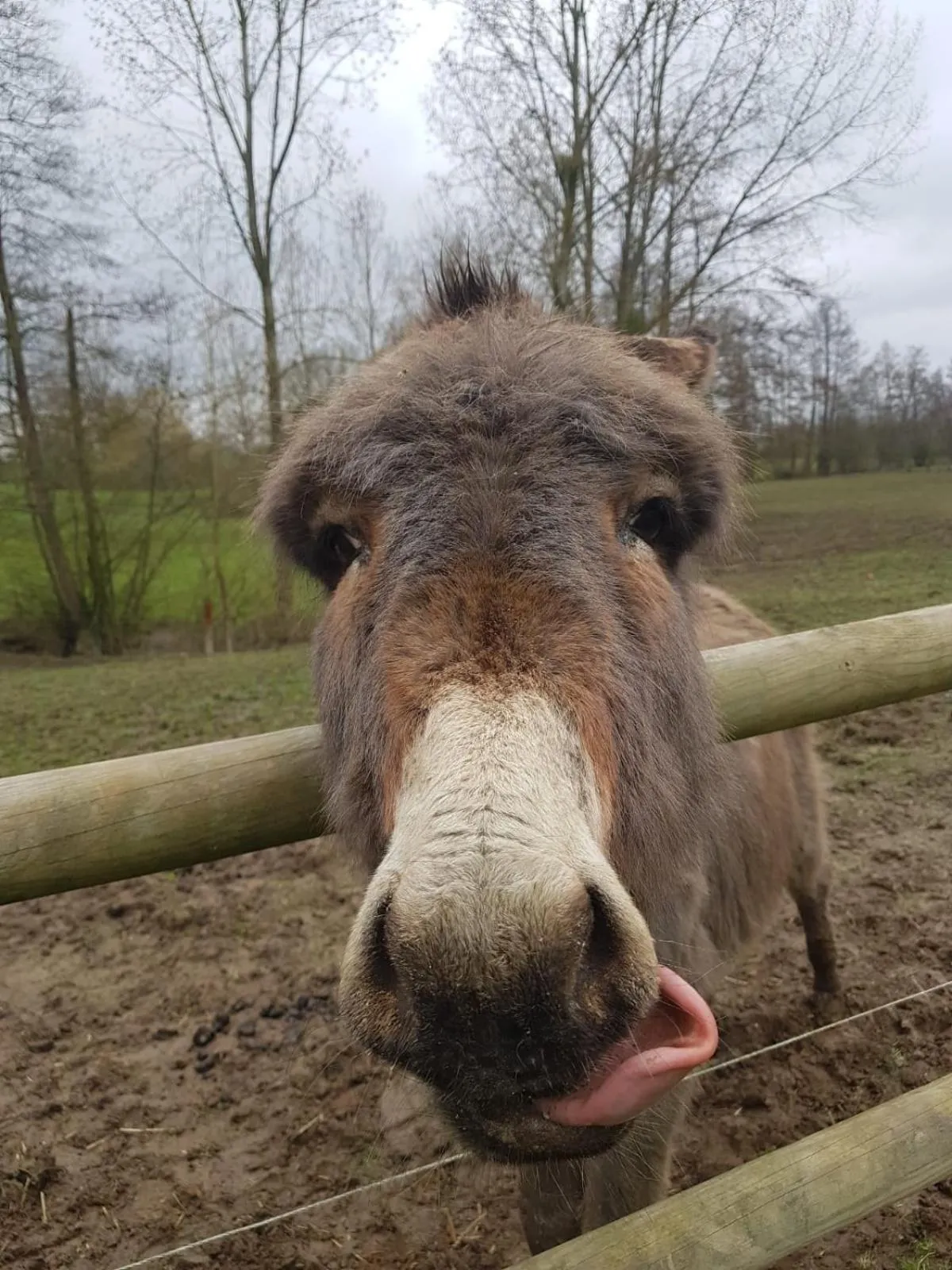 Animals in La Corbonniere