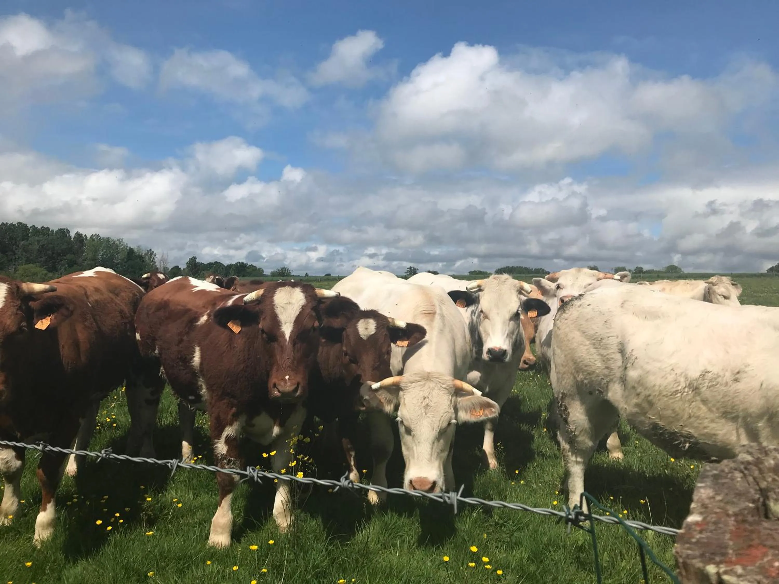 Animals in La Corbonniere