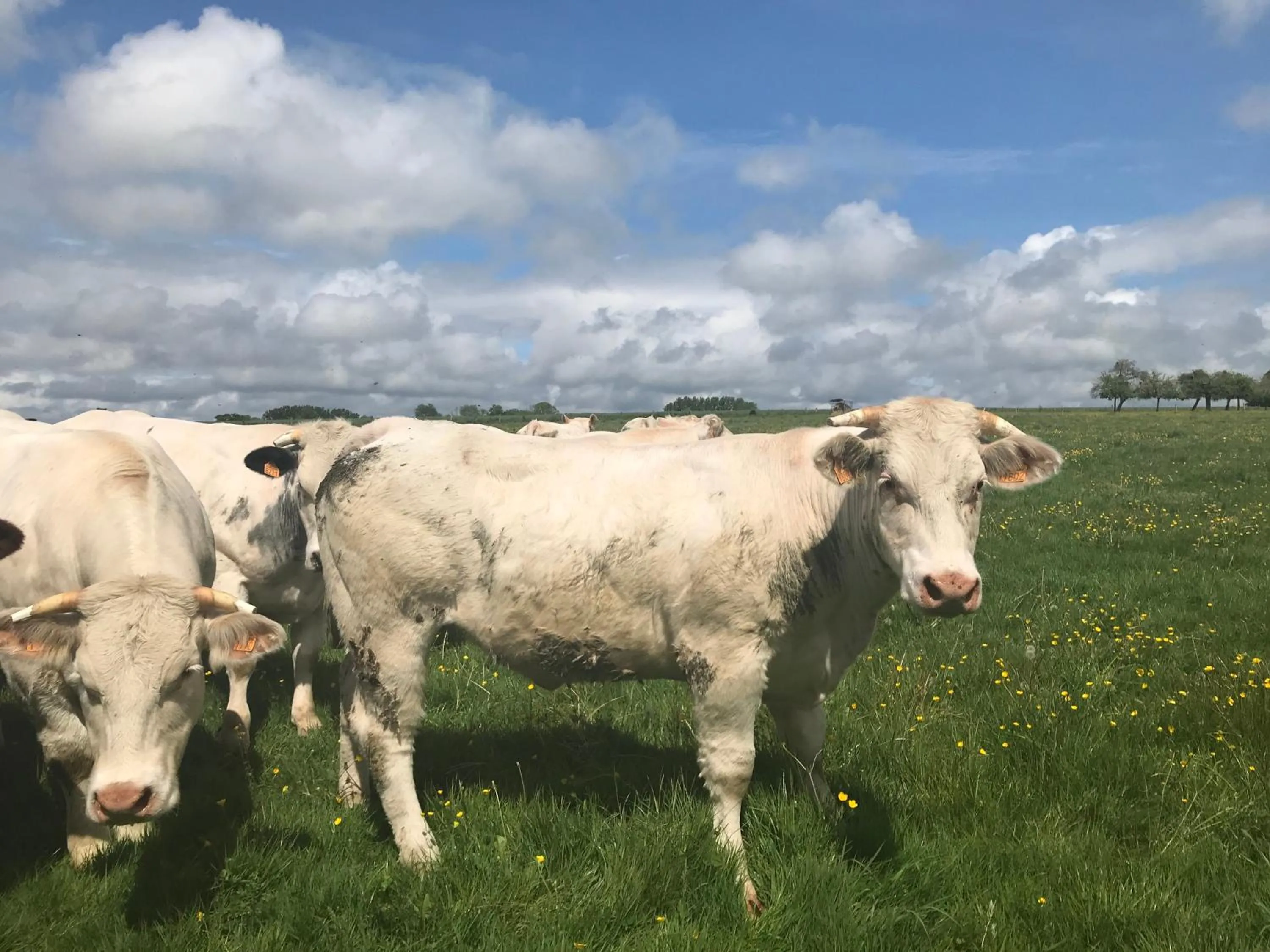 Animals in La Corbonniere