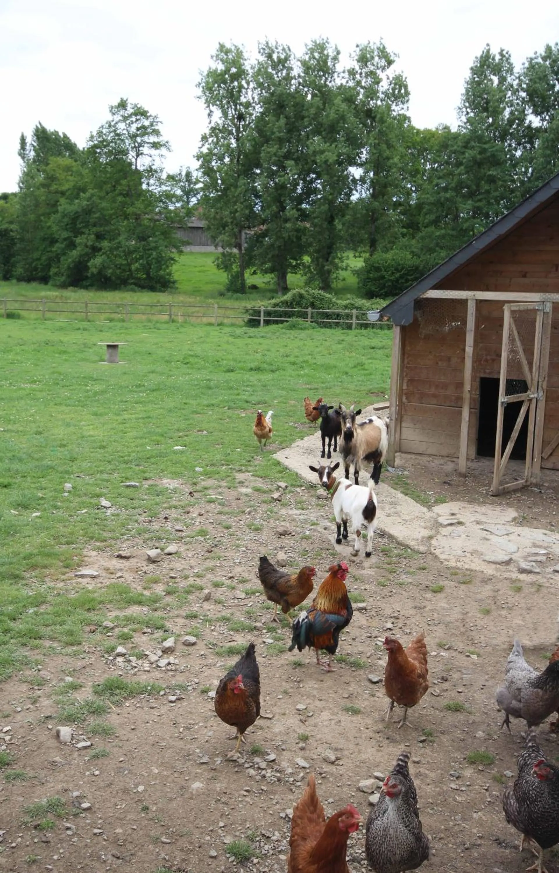 Animals in La Corbonniere