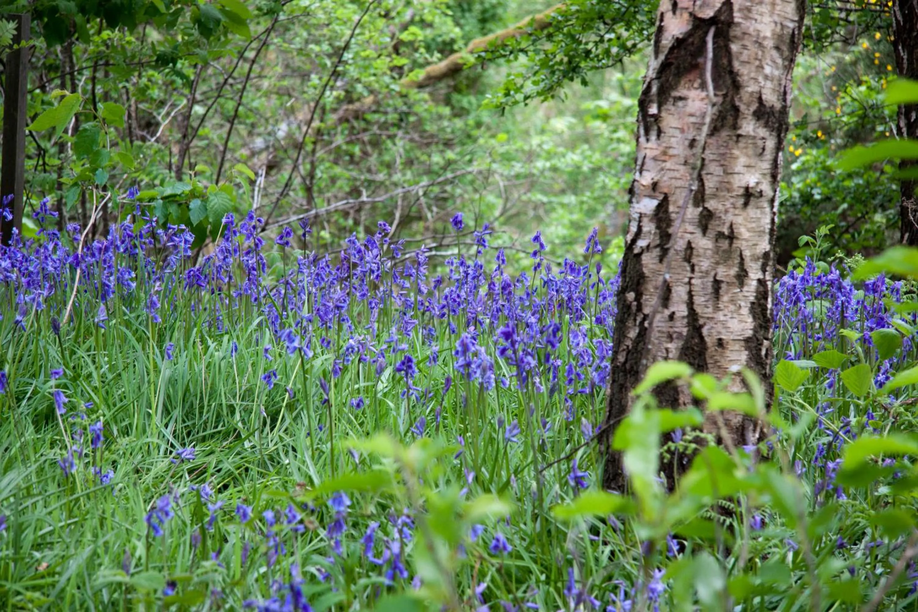 Spring in Buckthorns House
