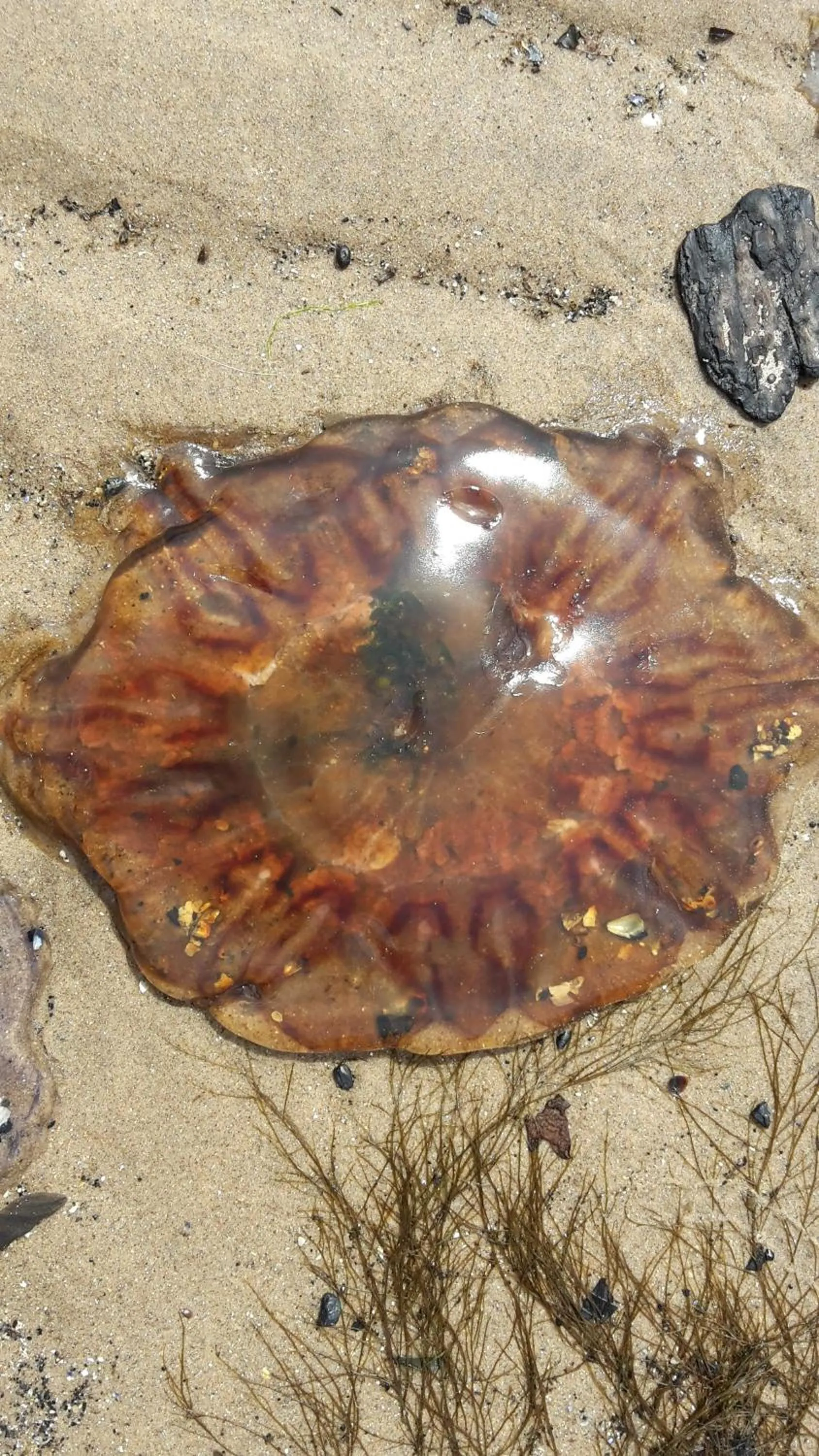 Nearby landmark in Buckthorns House