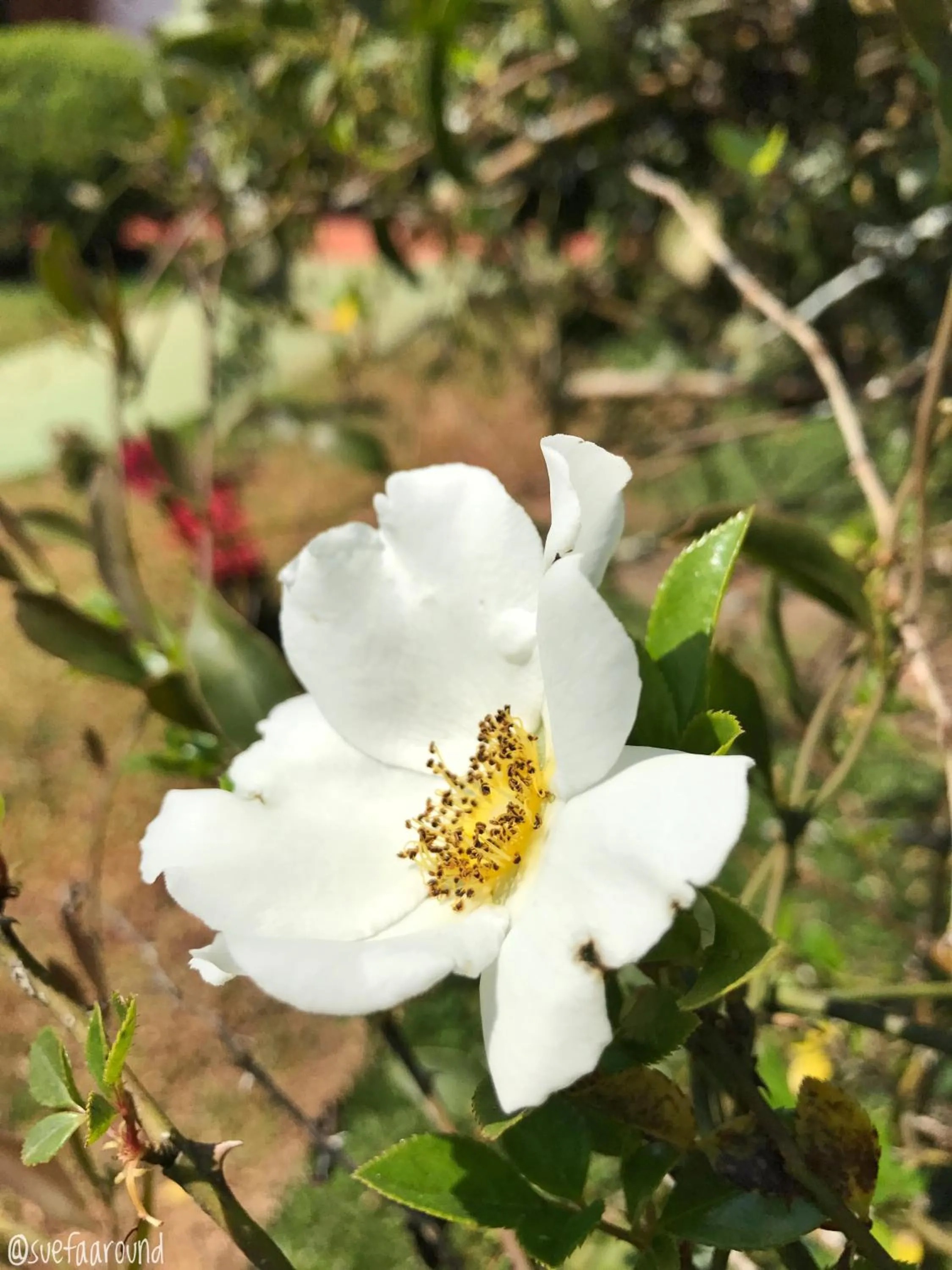 Garden in Resort Magnifico