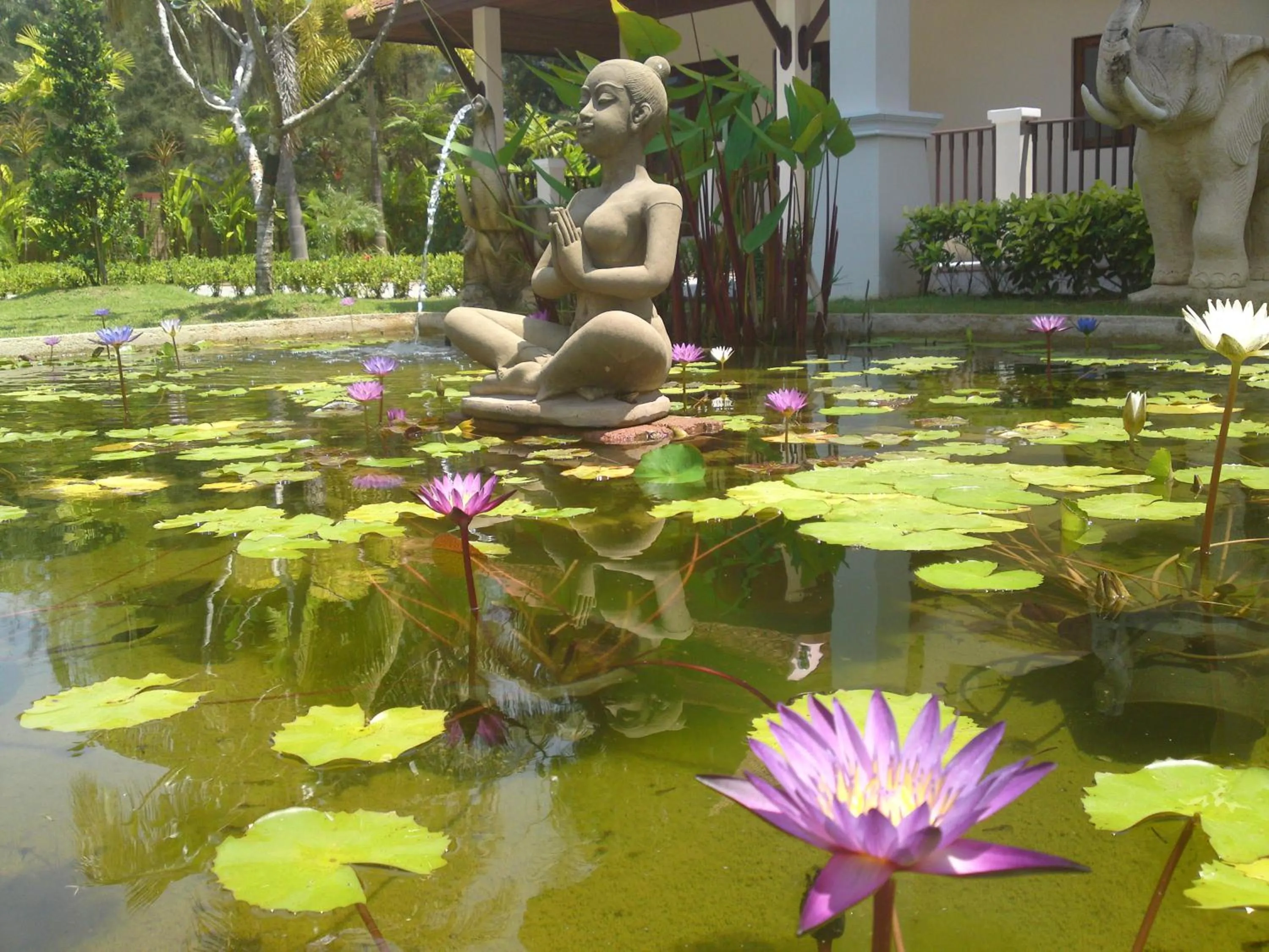 Garden in Villa Chaya