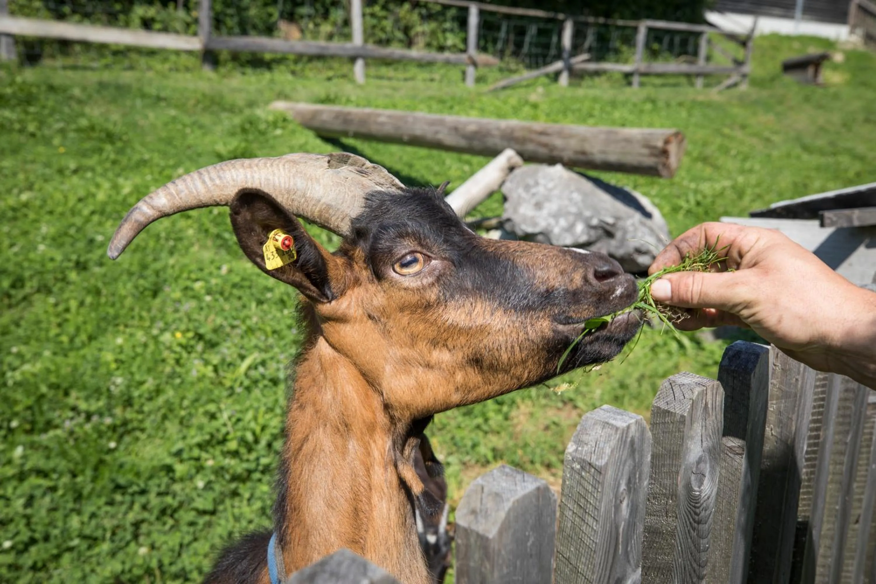 Animals in Aparthotel Paradies - Schrempfgut