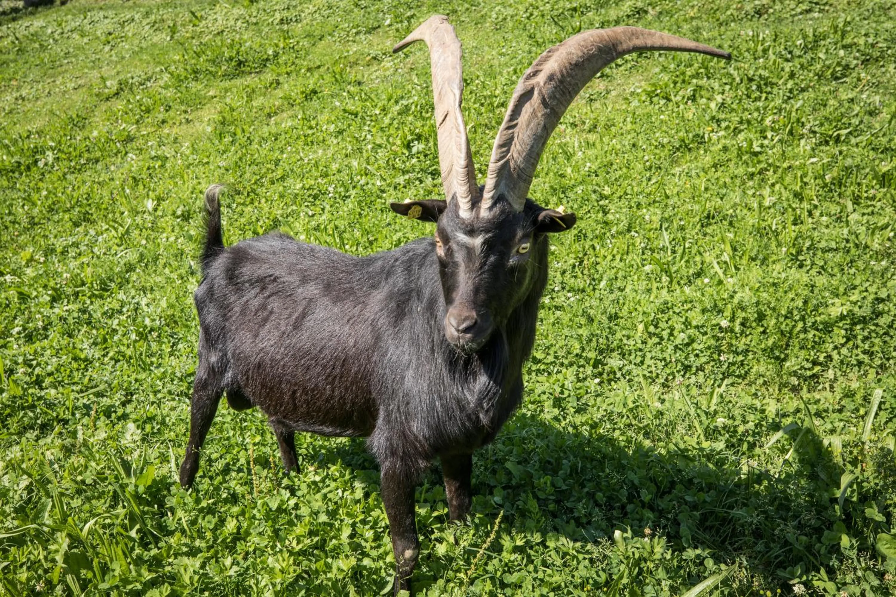 Animals in Aparthotel Paradies - Schrempfgut