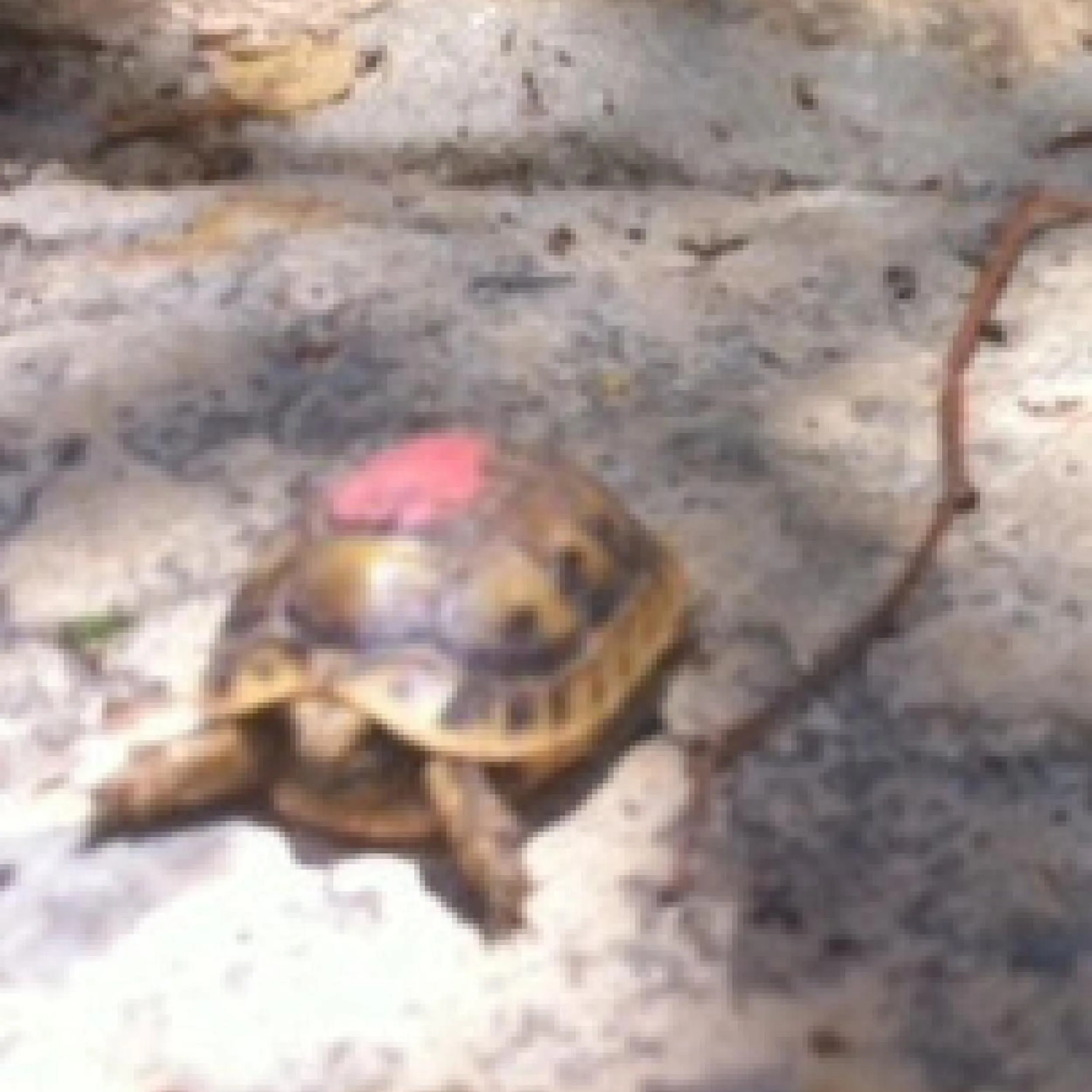 Pets in Myrtle the Turtle Guesthouse