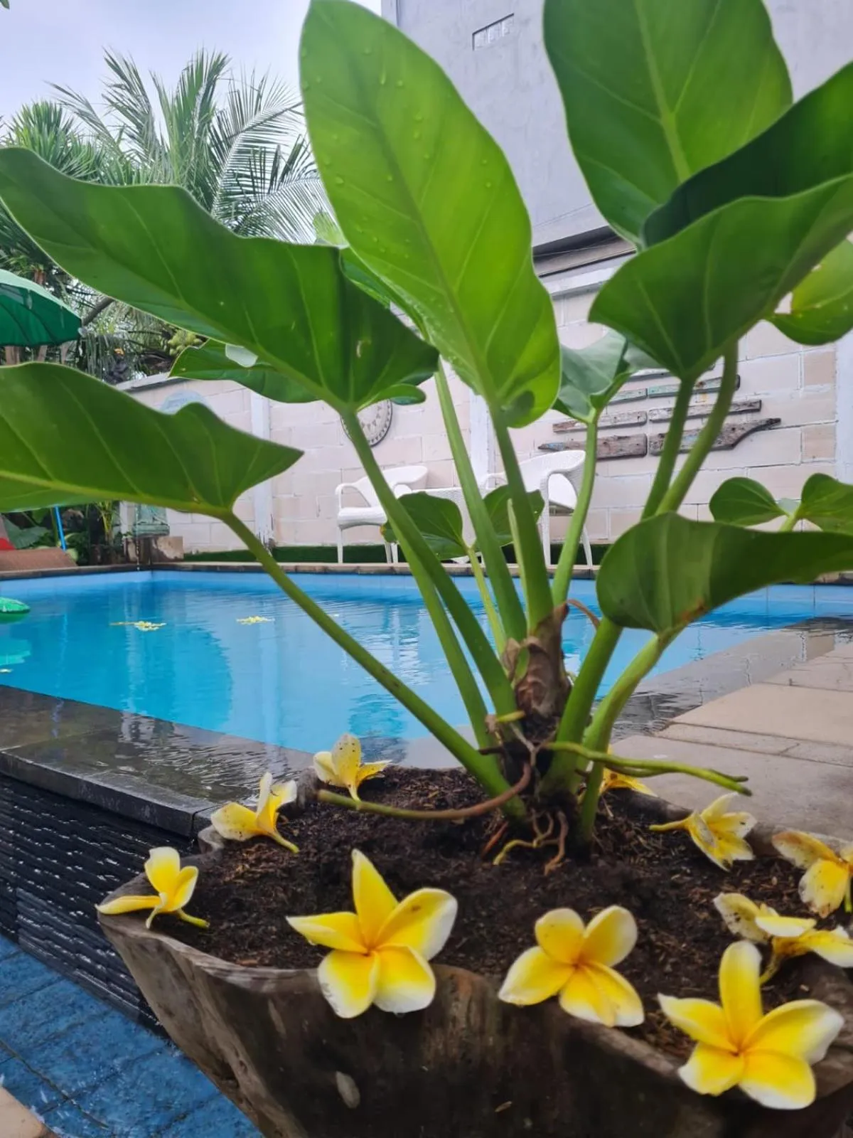 Swimming pool in Kakiang Guesthouse
