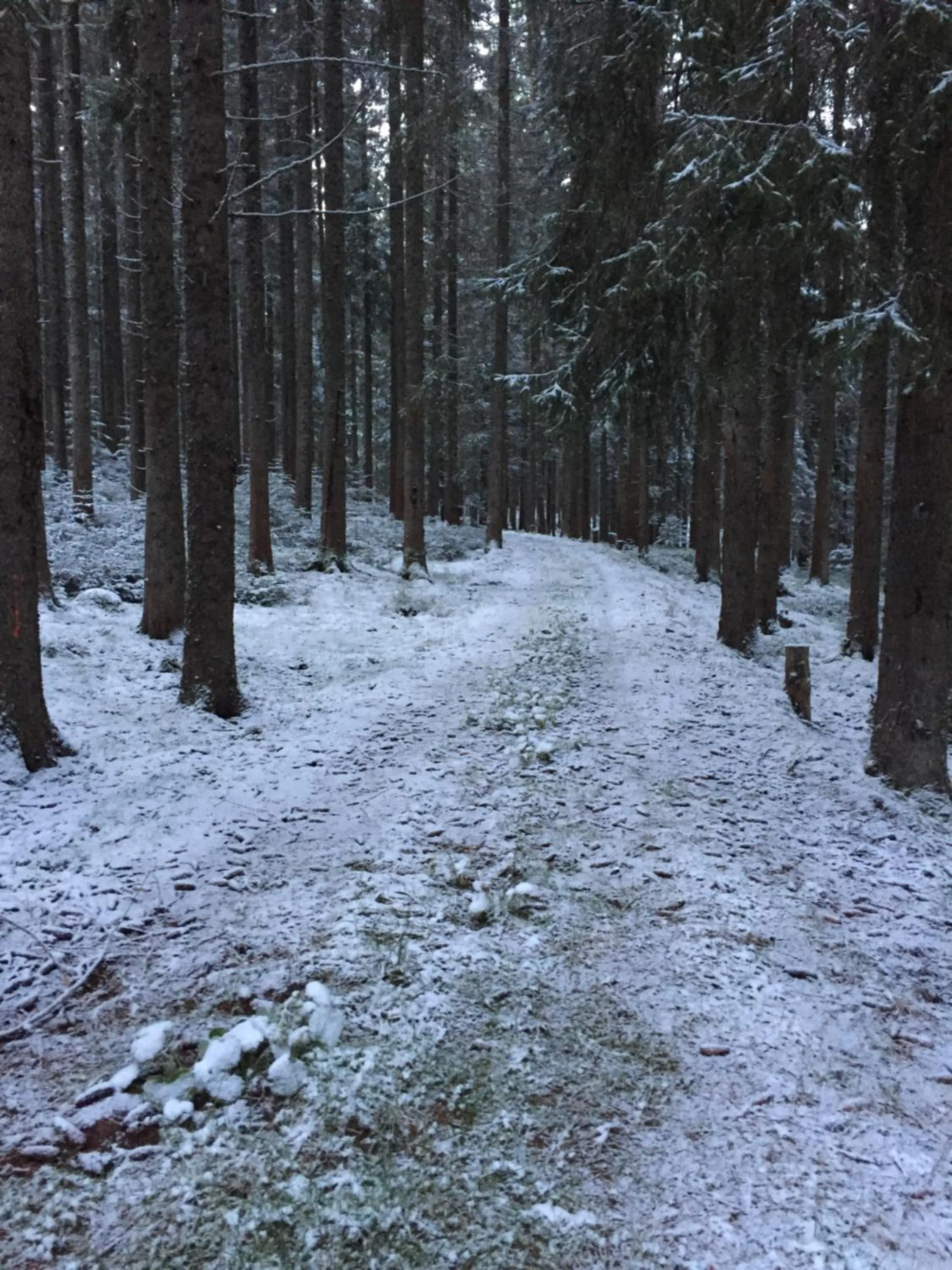 Area and facilities in Café - Pension Bernreutehof