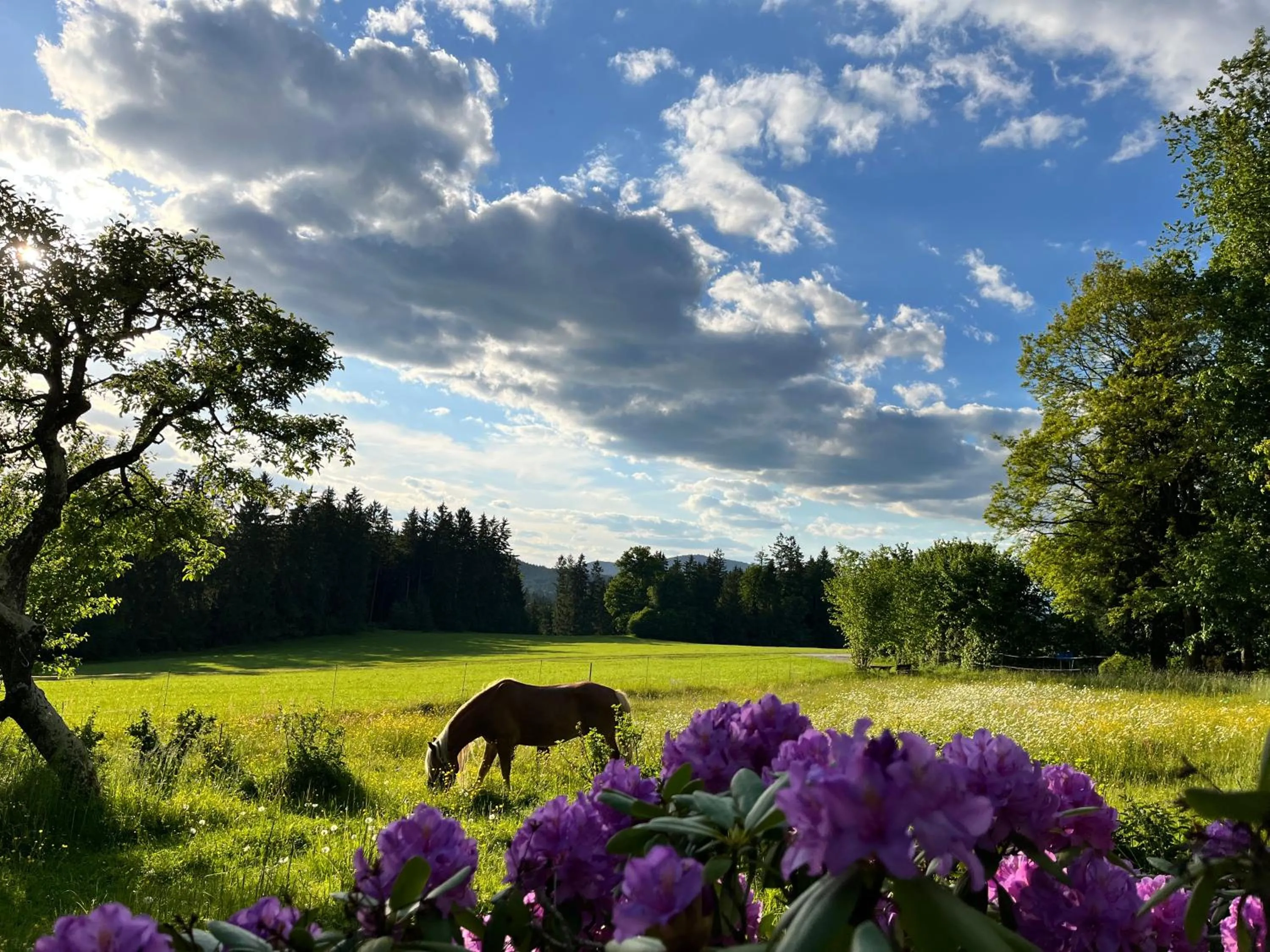 Day in Ferienhaus Zopfhäusl