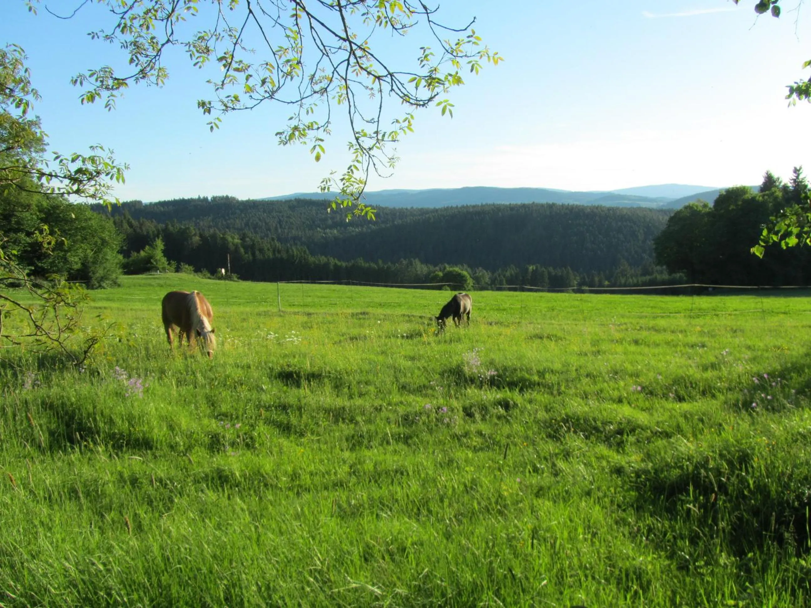 Natural landscape in Ferienhaus Zopfhäusl