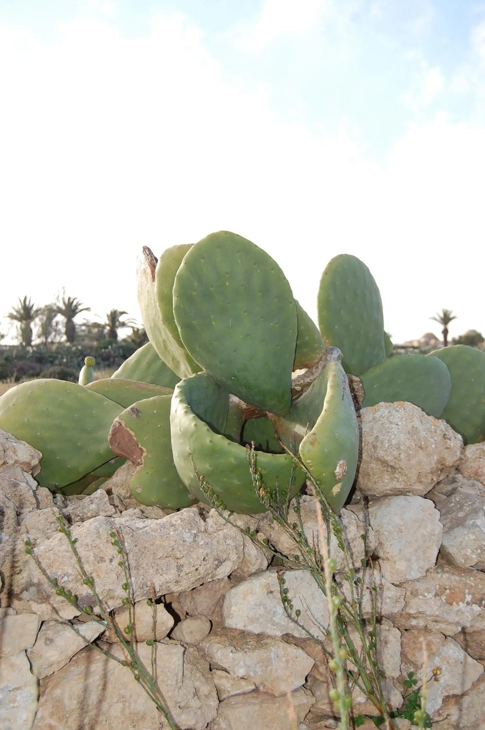 Decorative detail in Mood Farmhouse Mythology