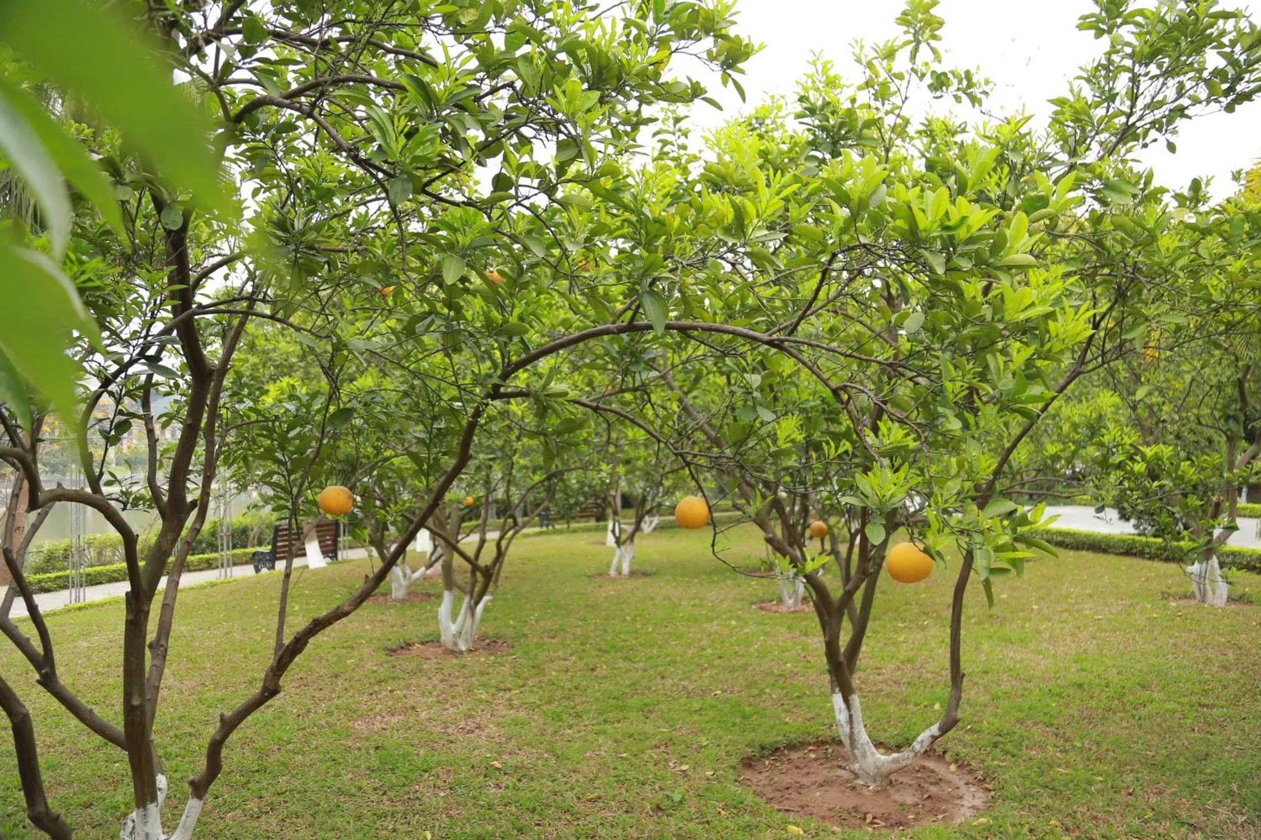 Garden in NCC Garden Villas - NCC Hotel