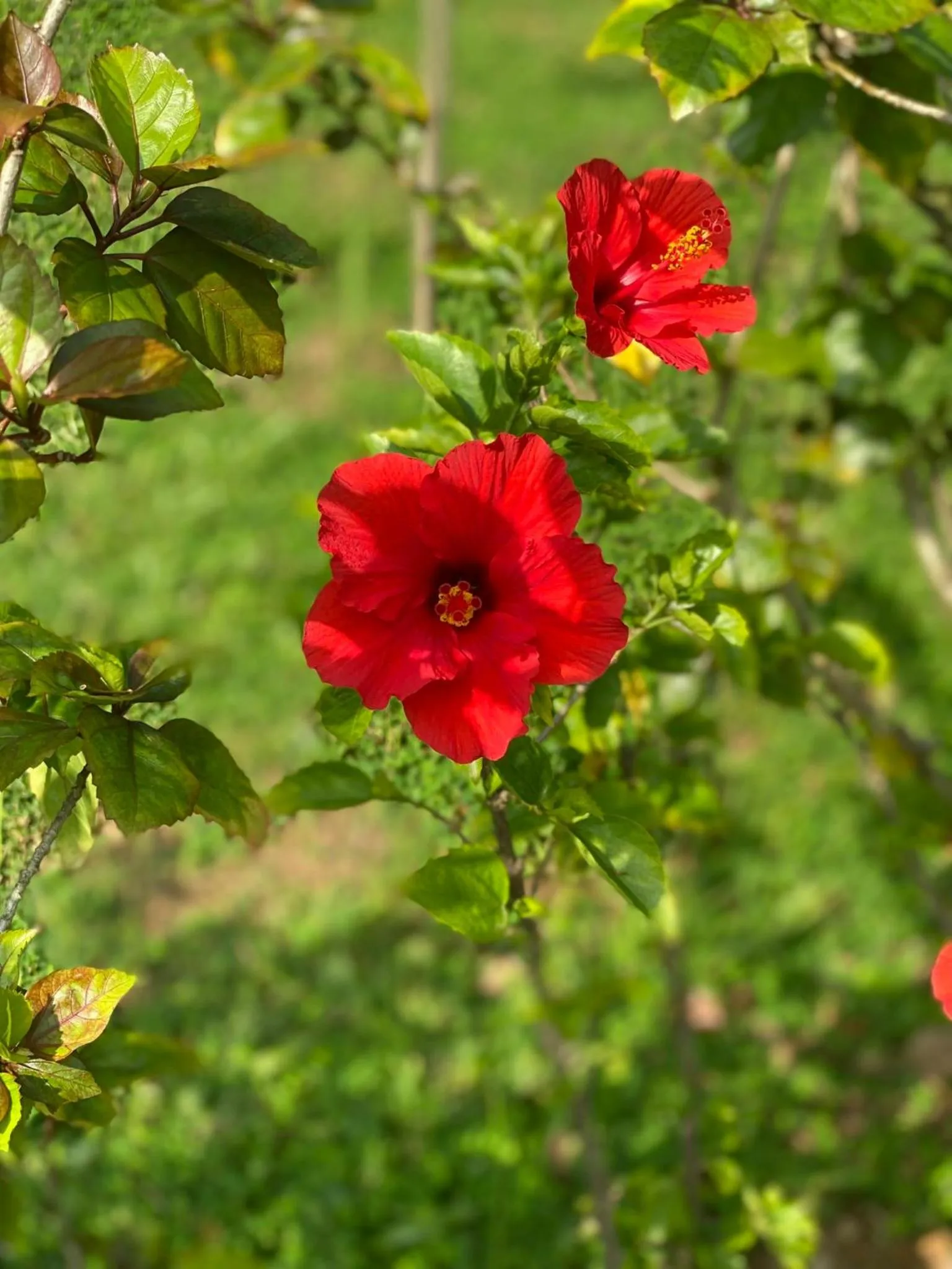 NCC Garden Villas - NCC Hotel