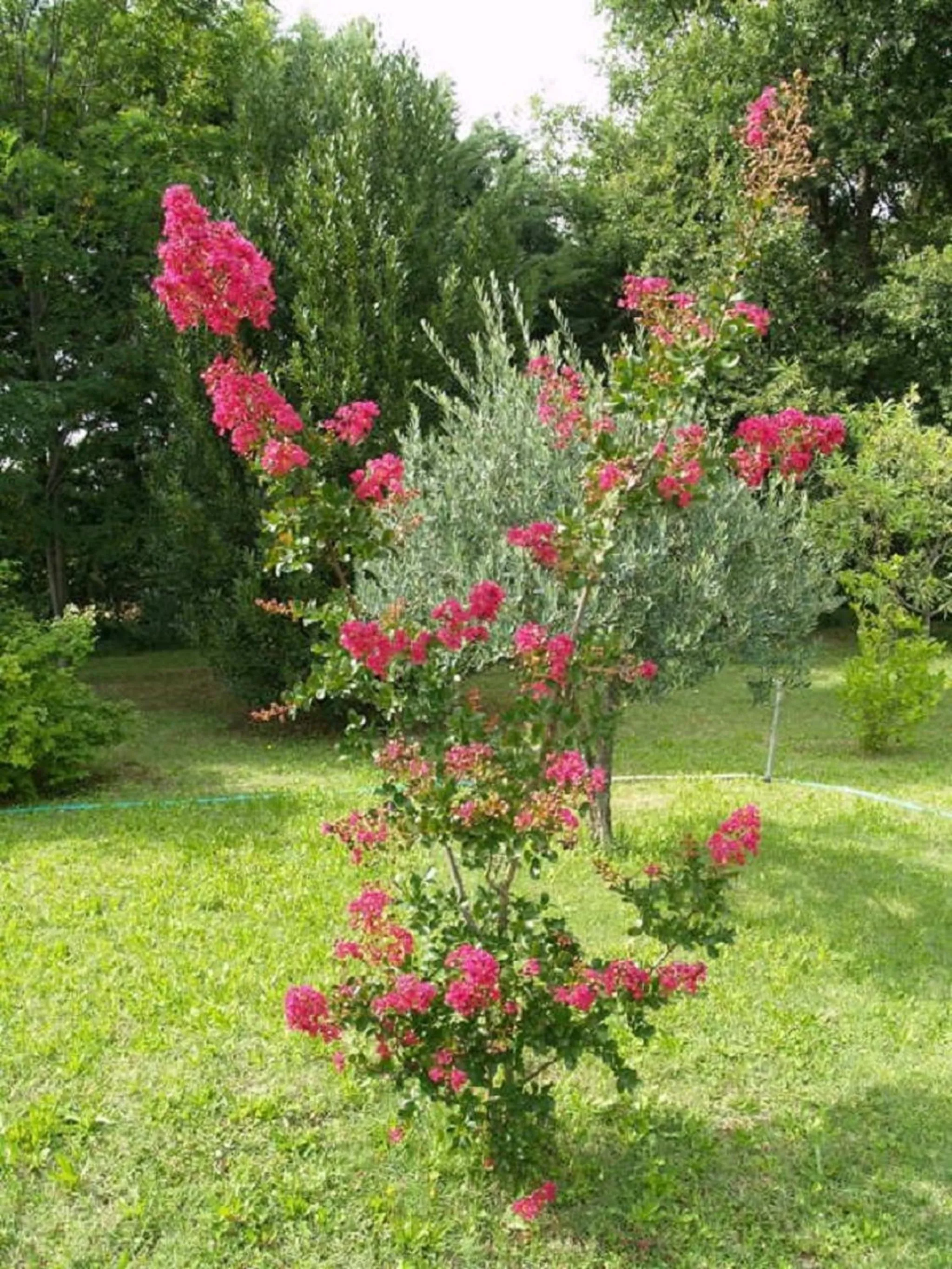 Garden in Le Rieufroid