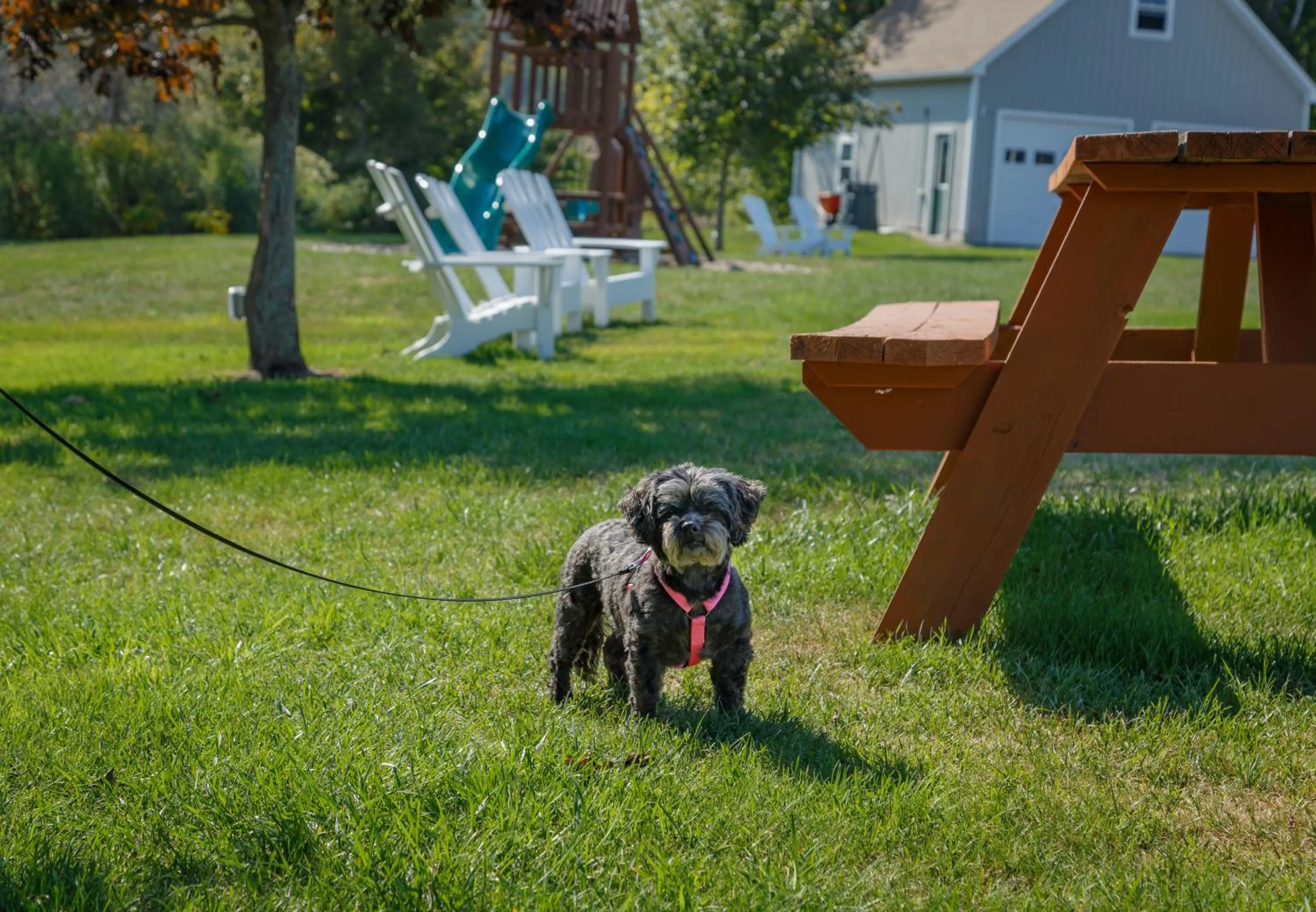 Pets in Flagship Inn