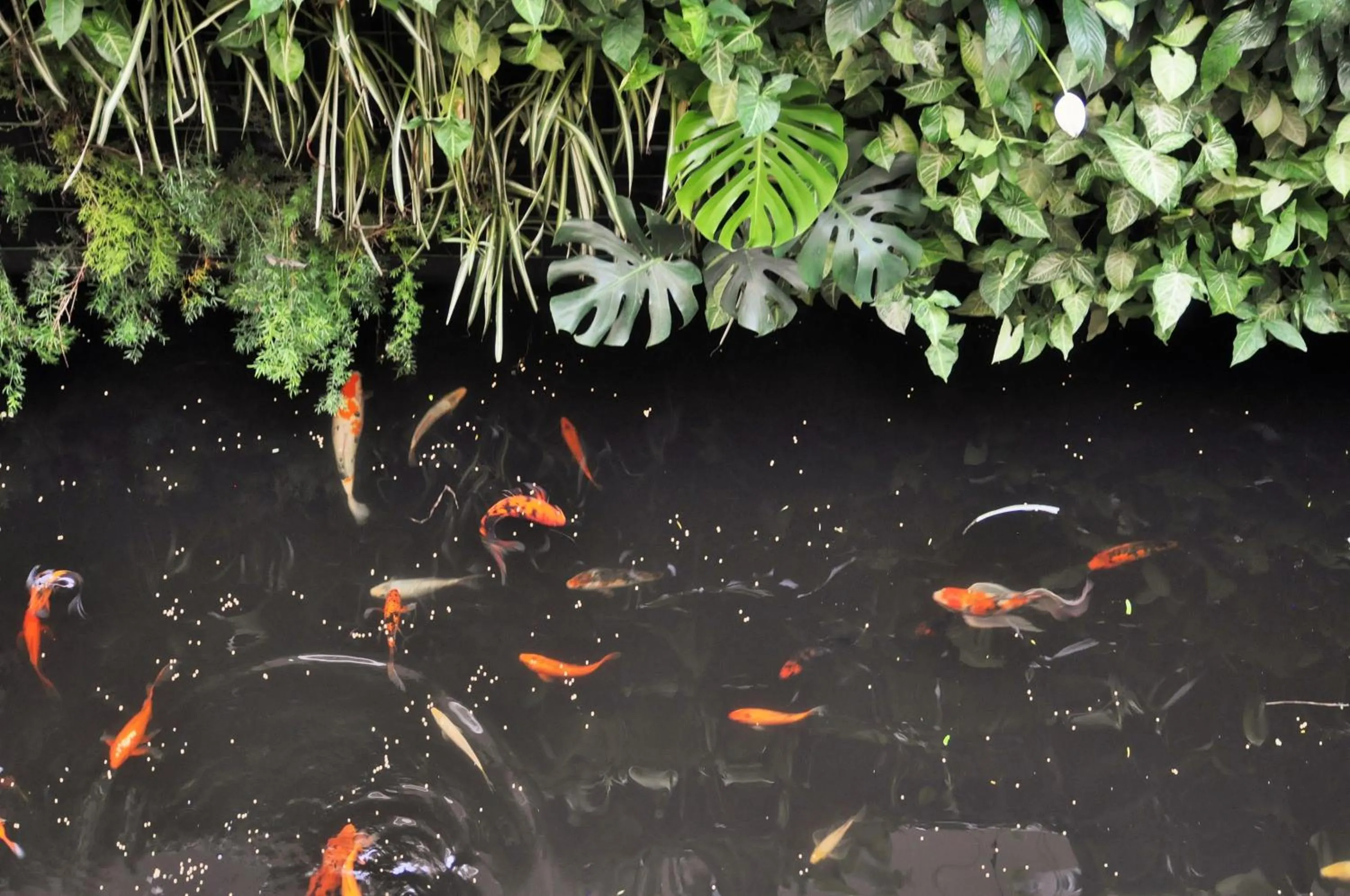 Animals in Gran Hotel de Lago - Shushufindi