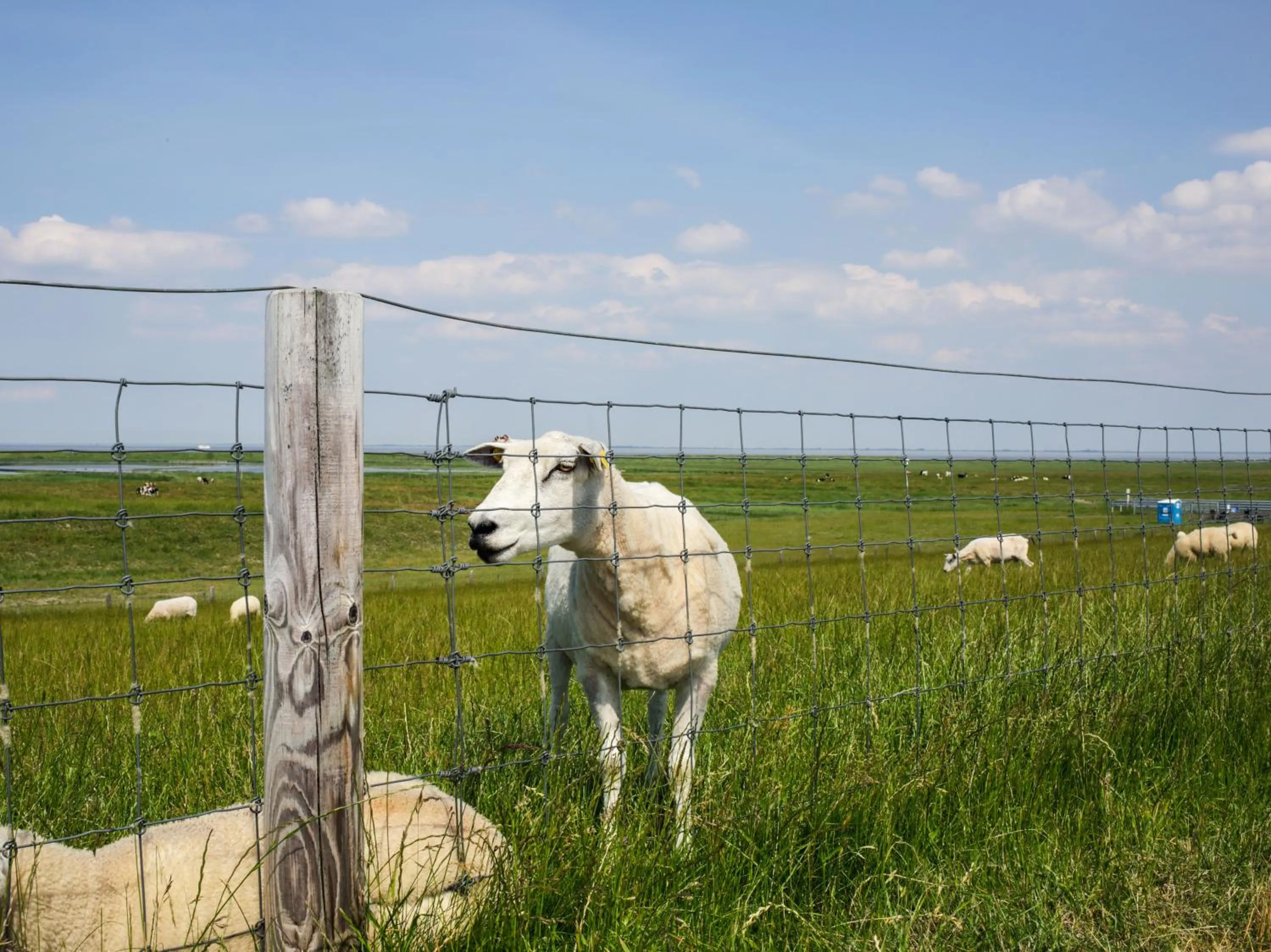 Natural landscape in Butjadinger Hof