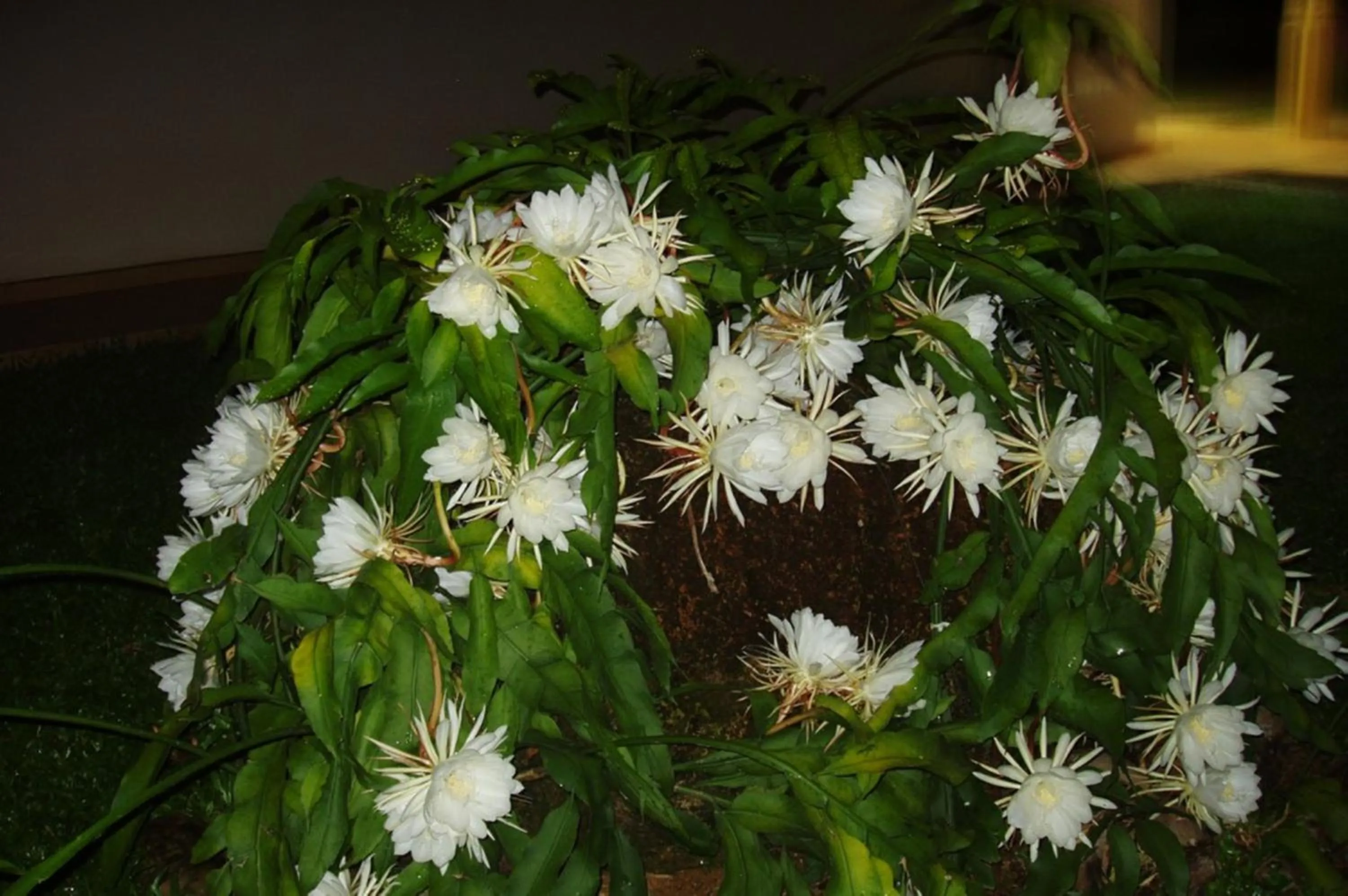 Garden view in The Hilltop Boosa