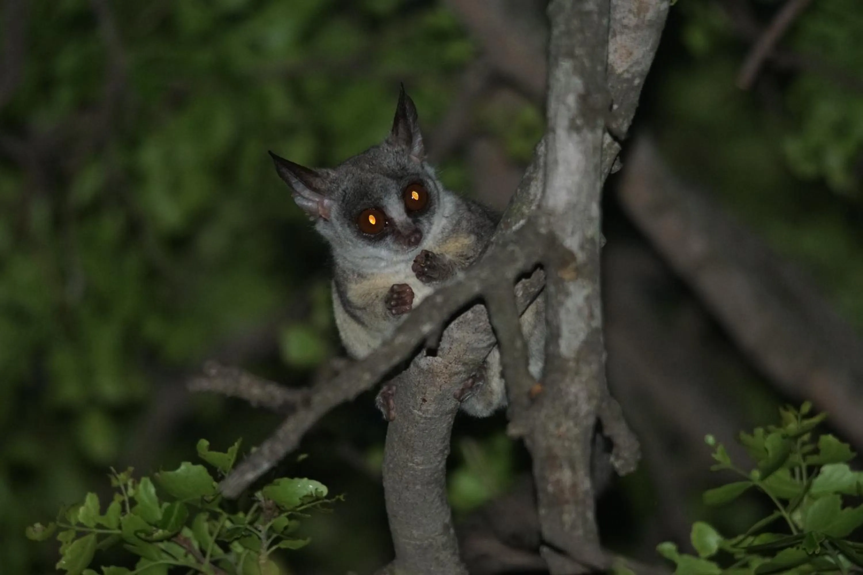 Animals in Bushbaby River Lodge