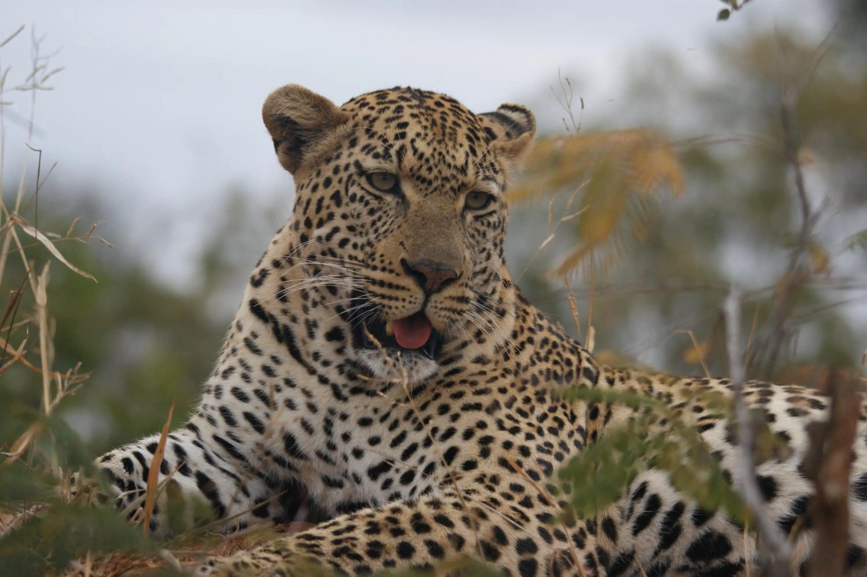 Animals in Bushbaby River Lodge