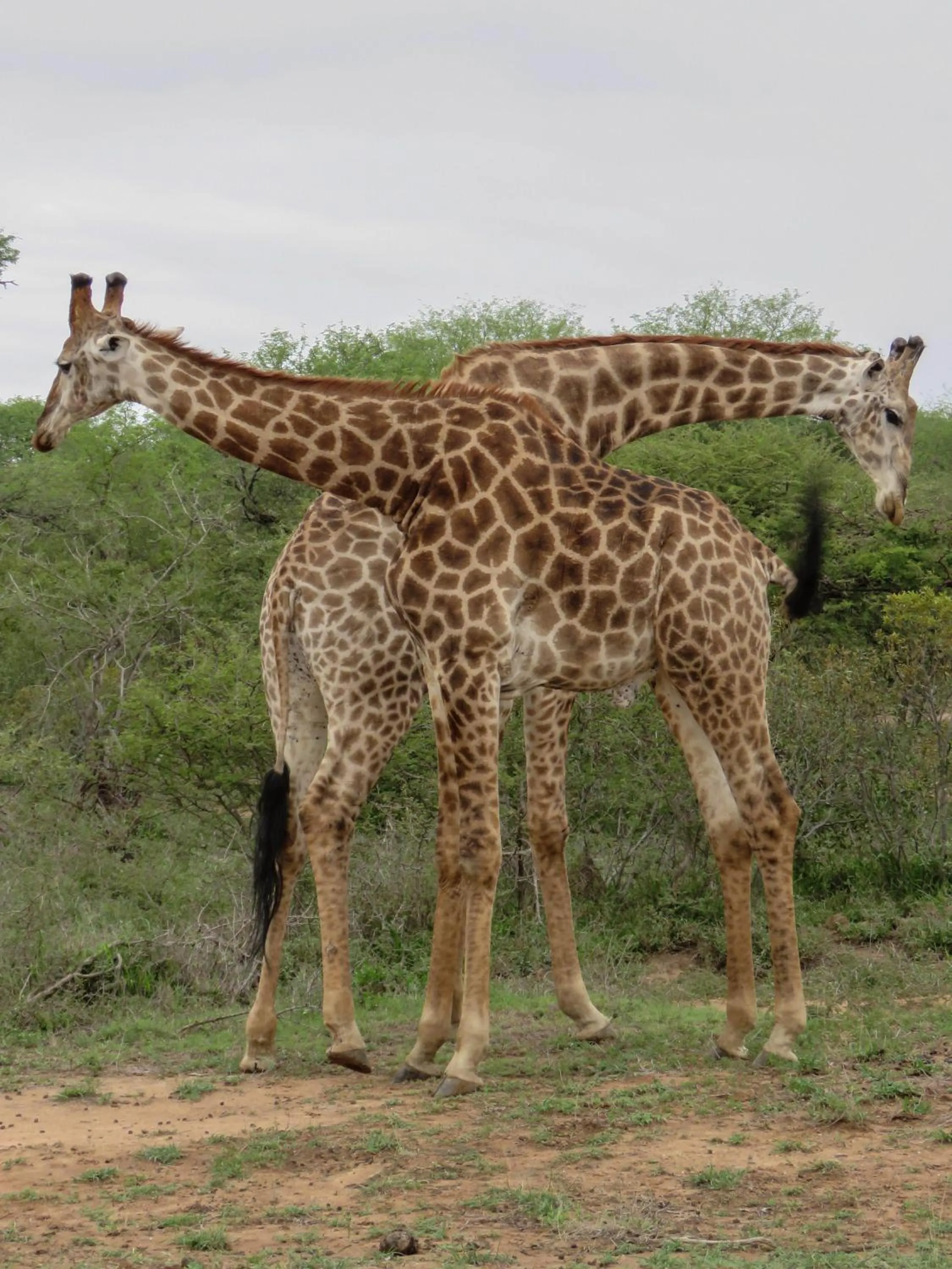 Animals in Bushbaby River Lodge