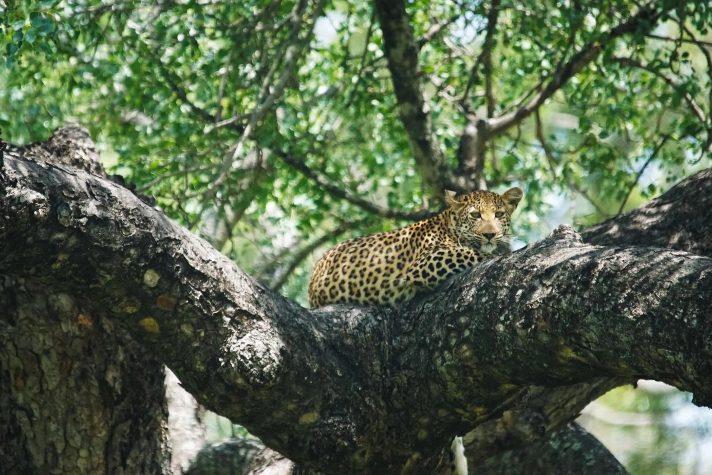 Activities in Bushbaby River Lodge