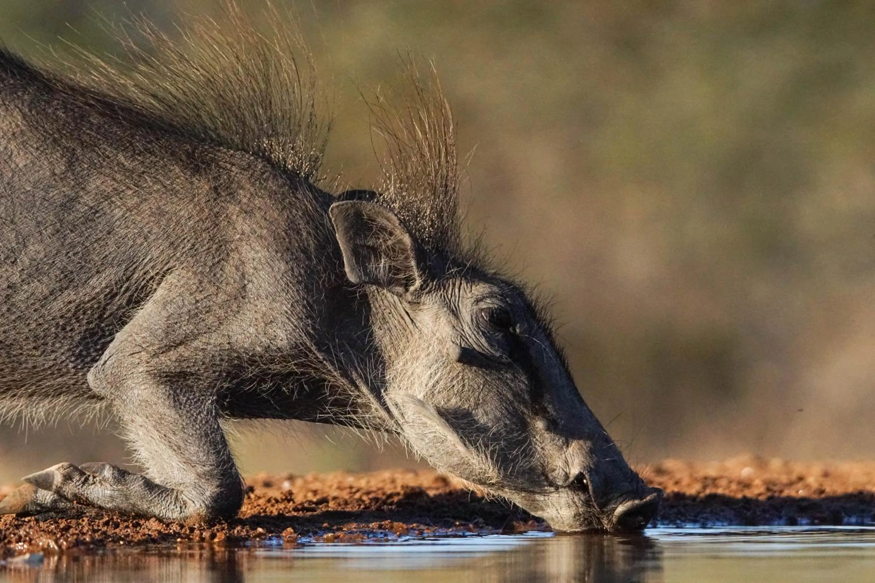 Animals in Bushbaby River Lodge