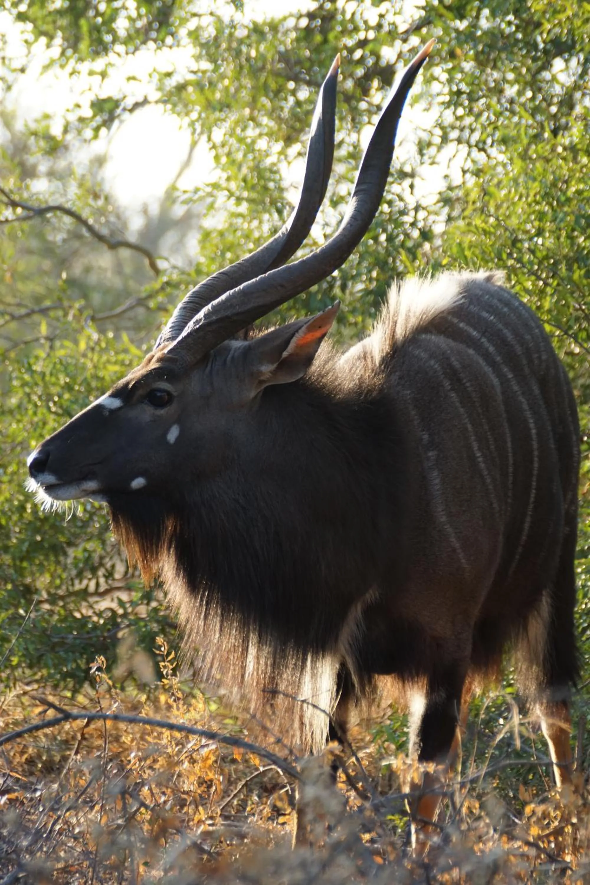 Animals in Bushbaby River Lodge