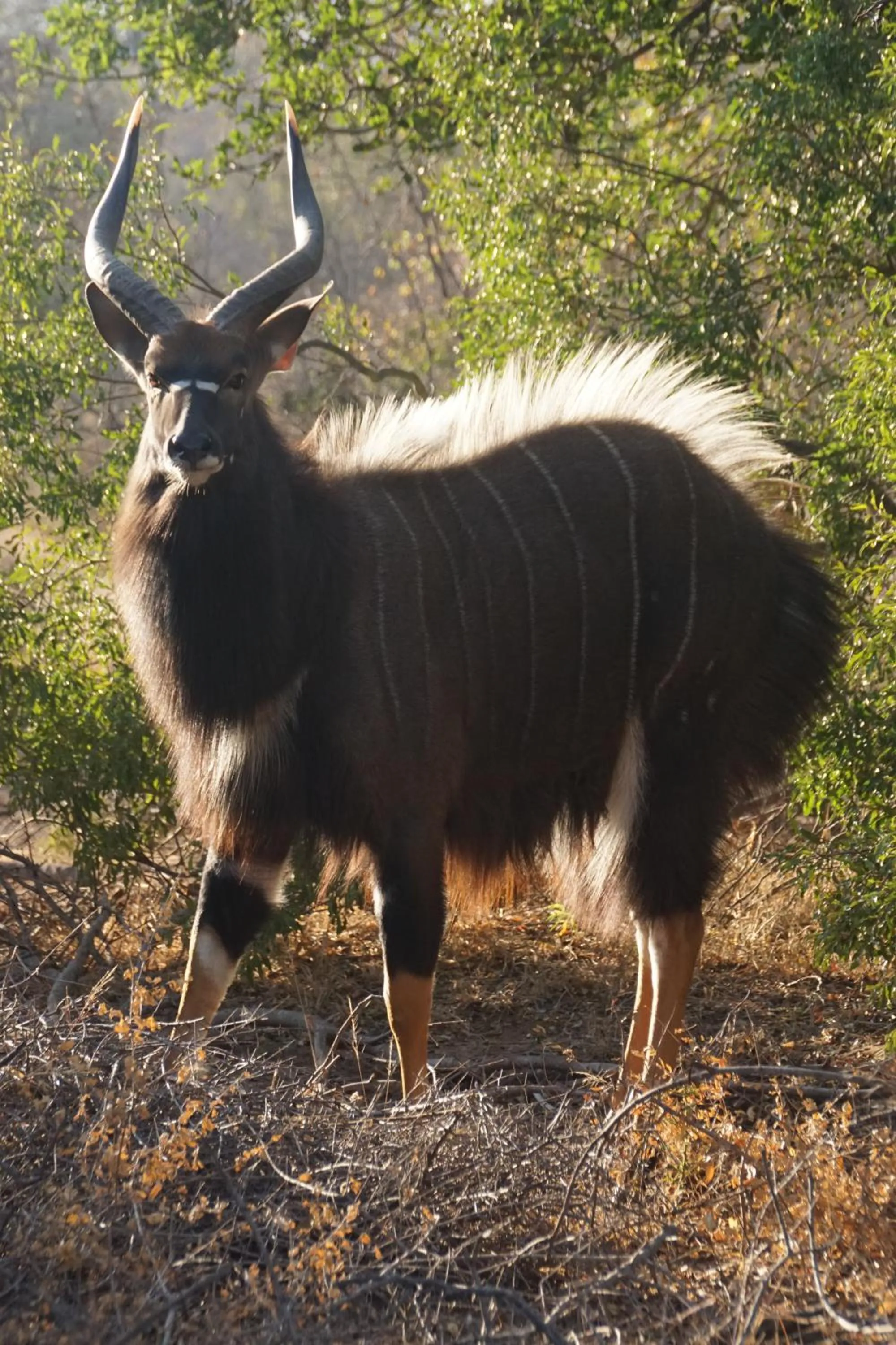Animals in Bushbaby River Lodge