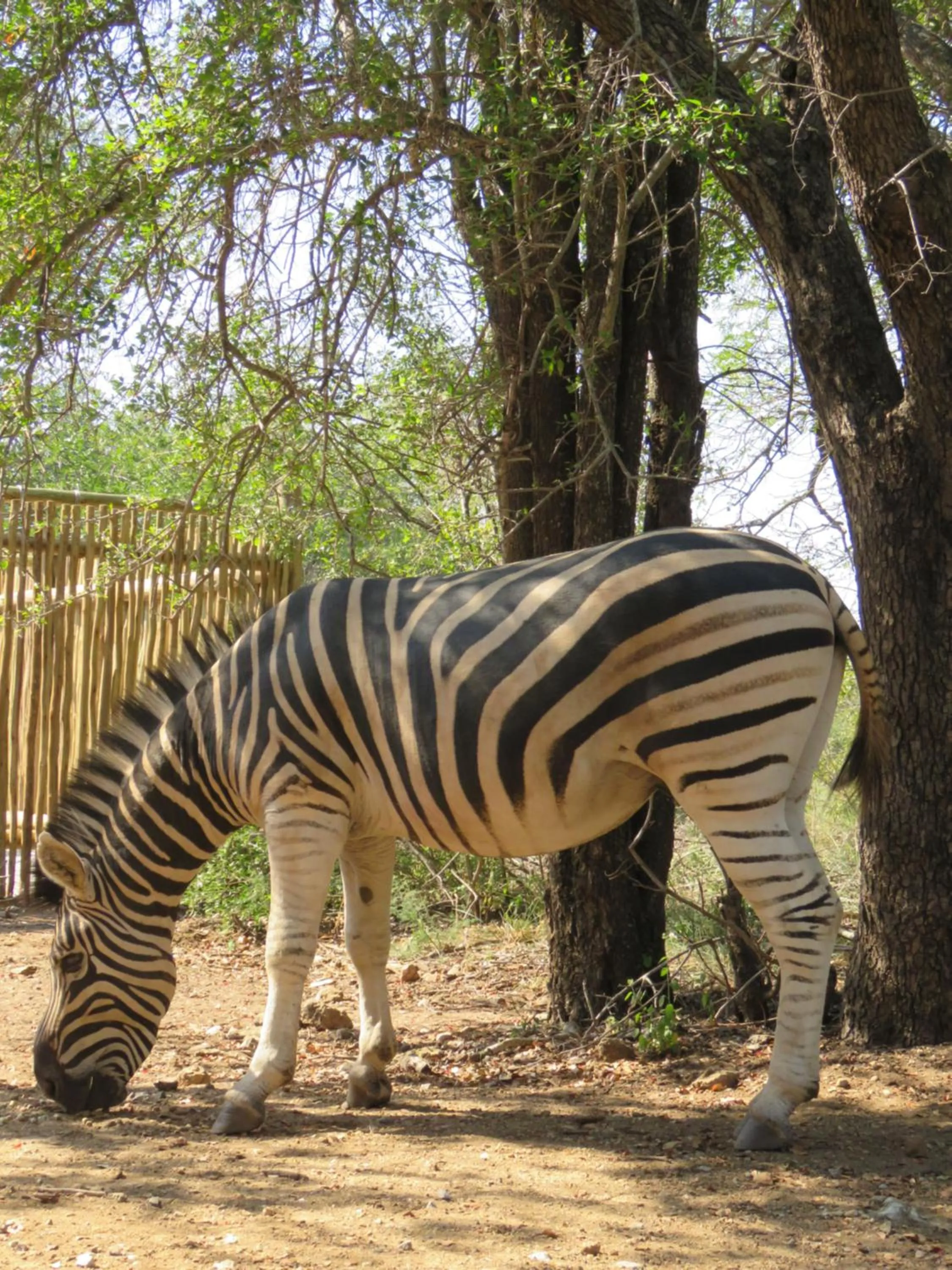 Animals in Bushbaby River Lodge