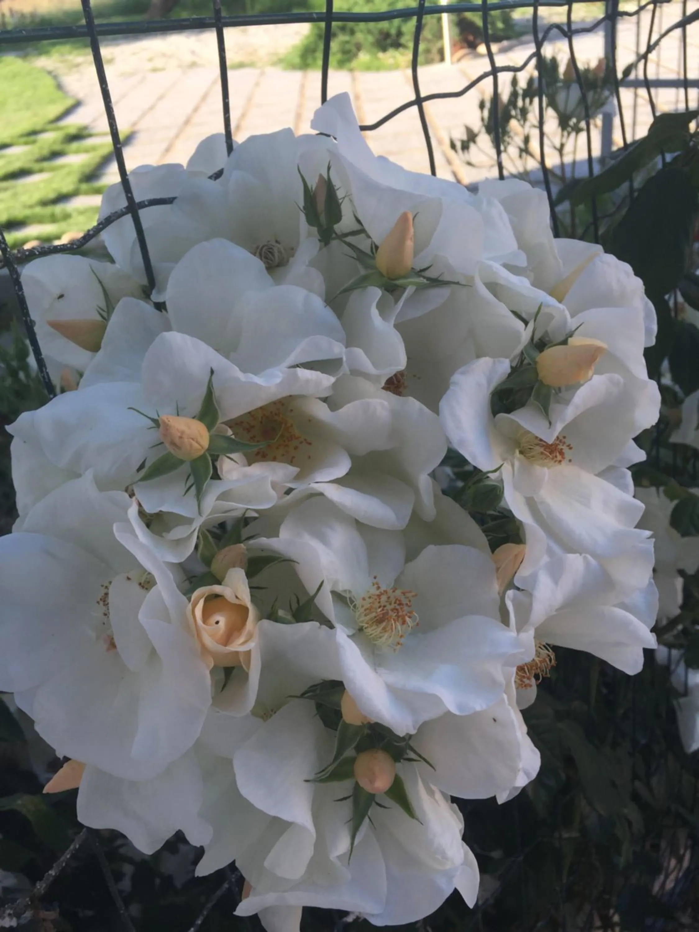 Decorative detail in Casa La Preziosa