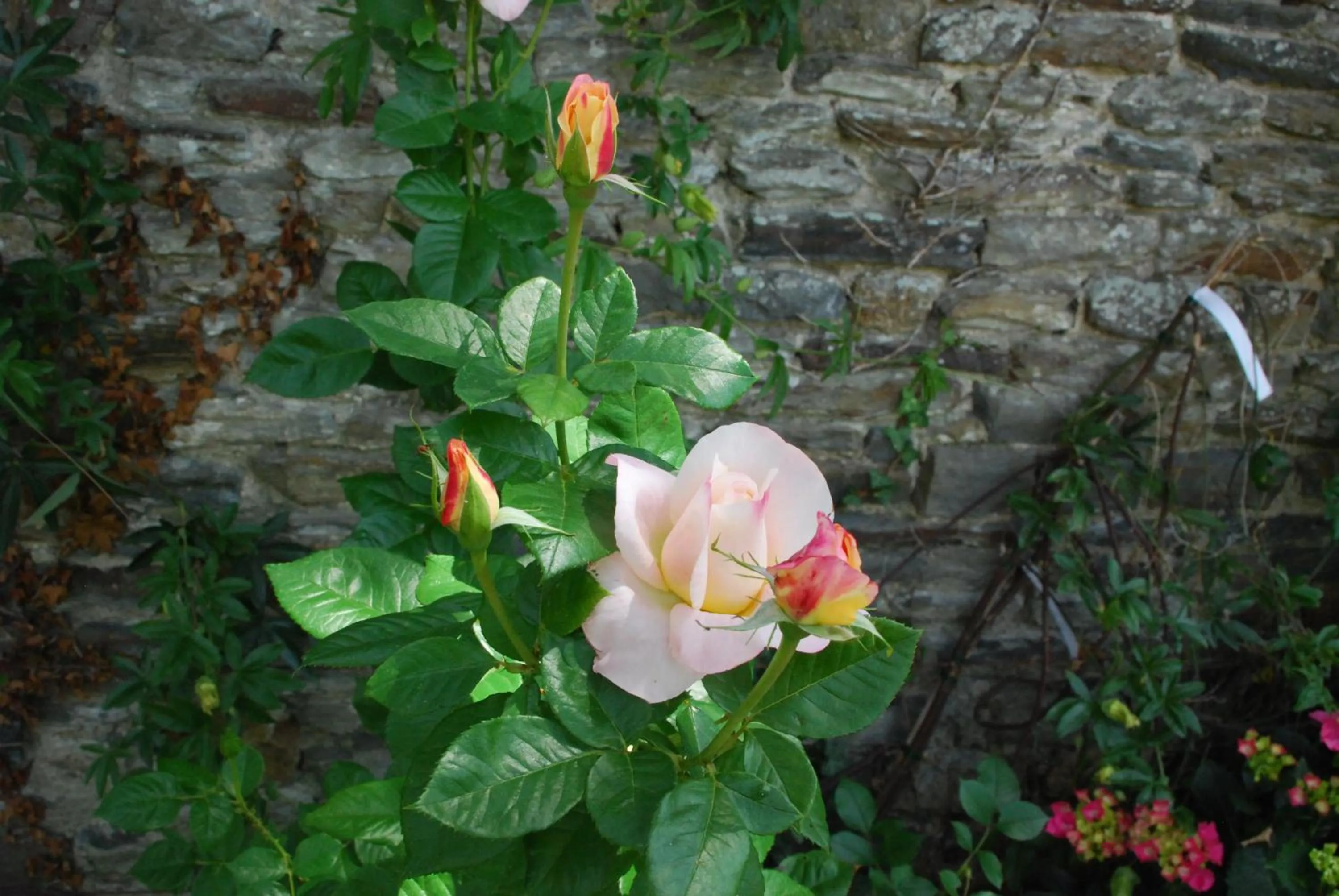 Garden in Hôtel Victor Hugo