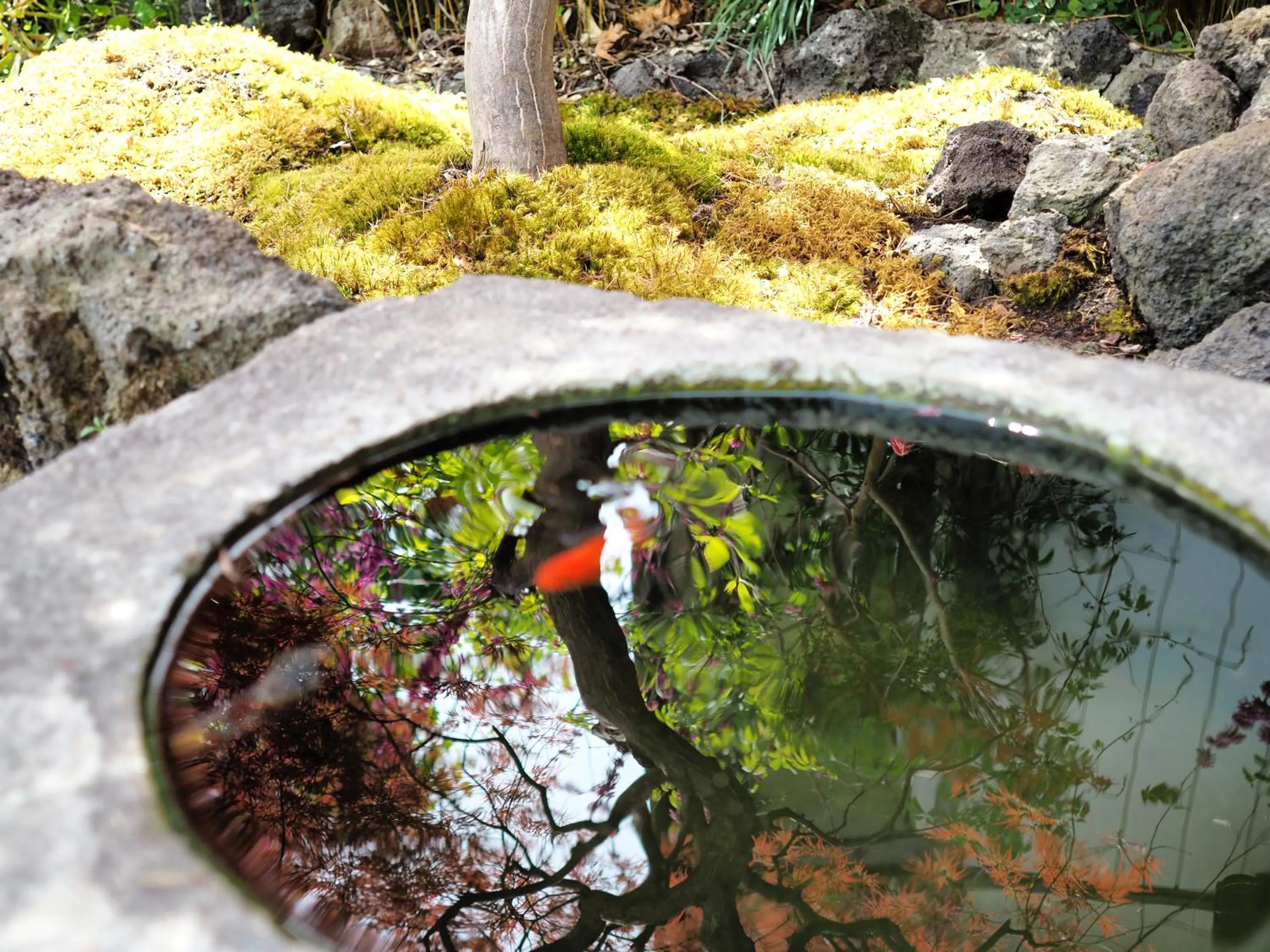 Garden in Hostel SAMURISE KURA