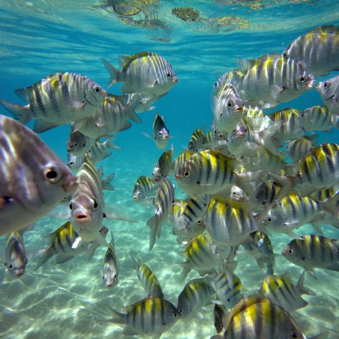 Lindo apartamento, pertinho do mar e com vista