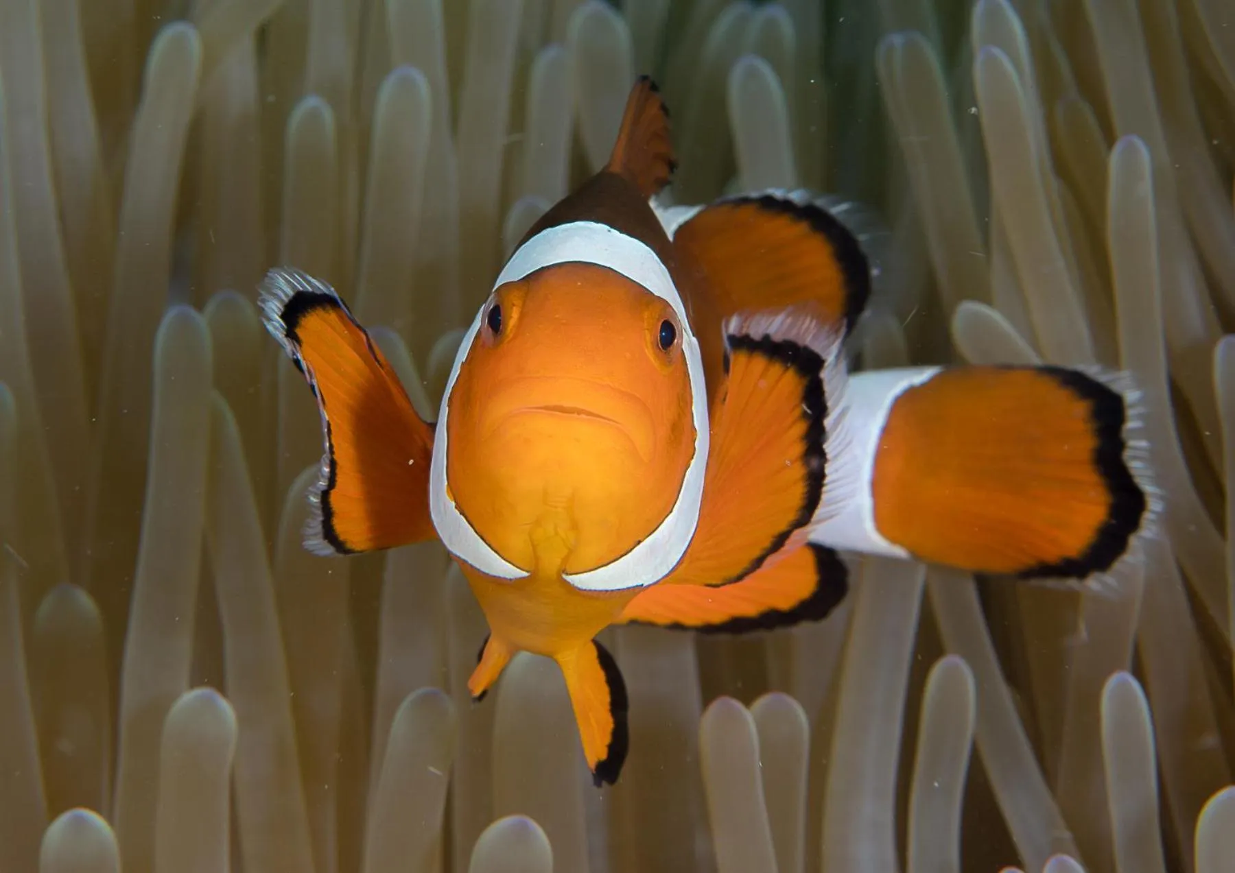 Activities in Bunaken Oasis Dive Resort and Spa