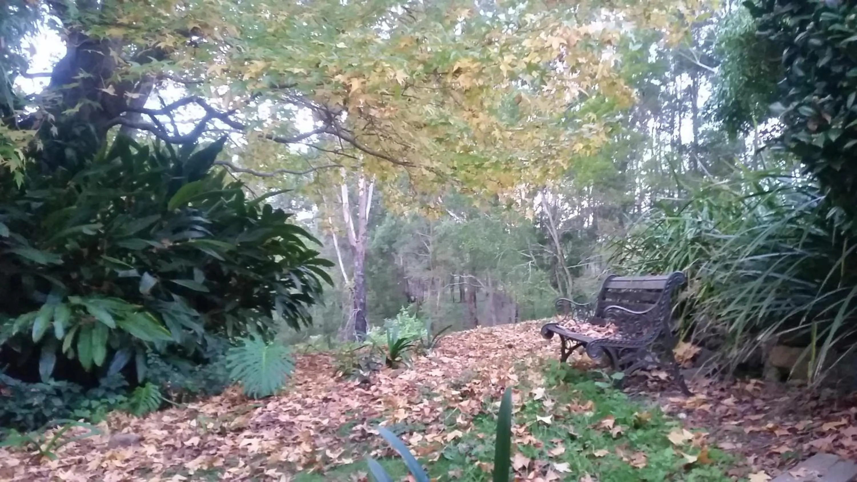 Garden in Forest view bungalow