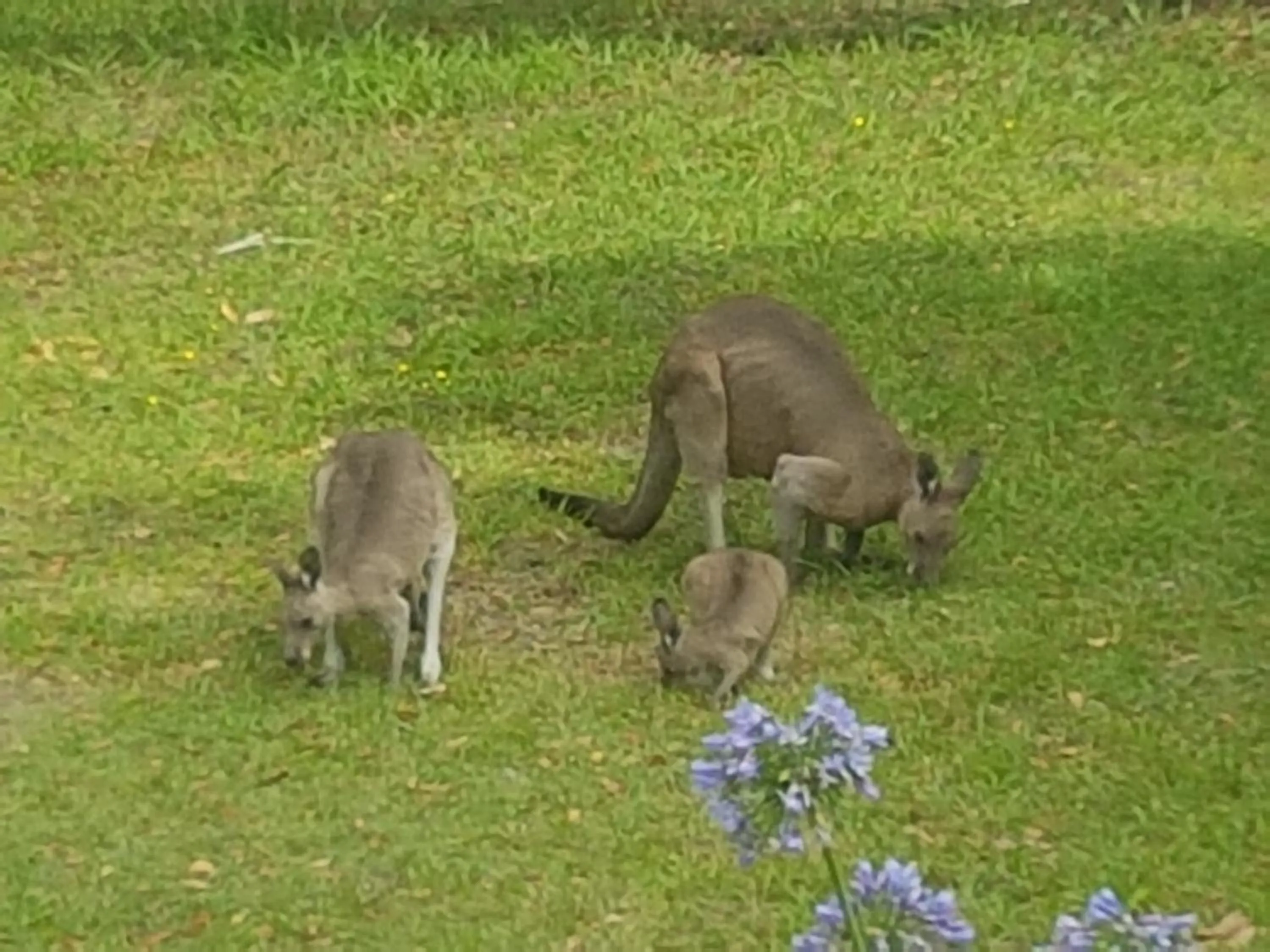 Forest view bungalow