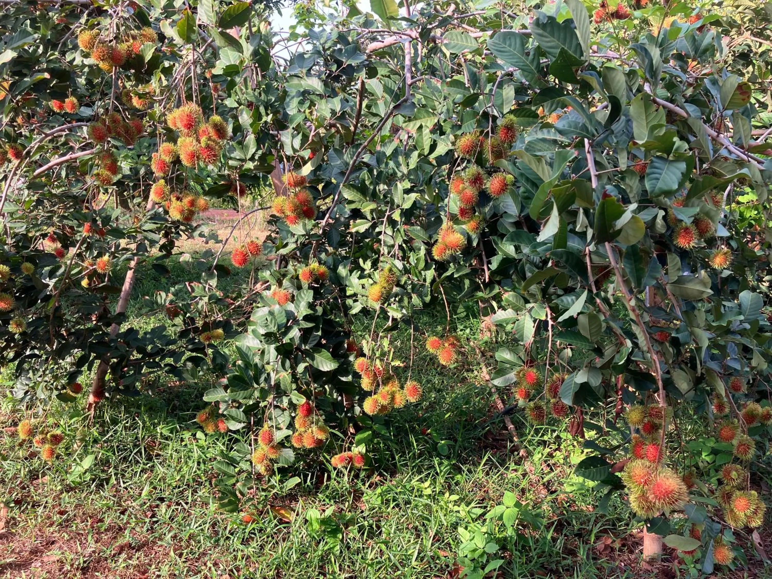 Activities in Naivacha Tent Koh Mak
