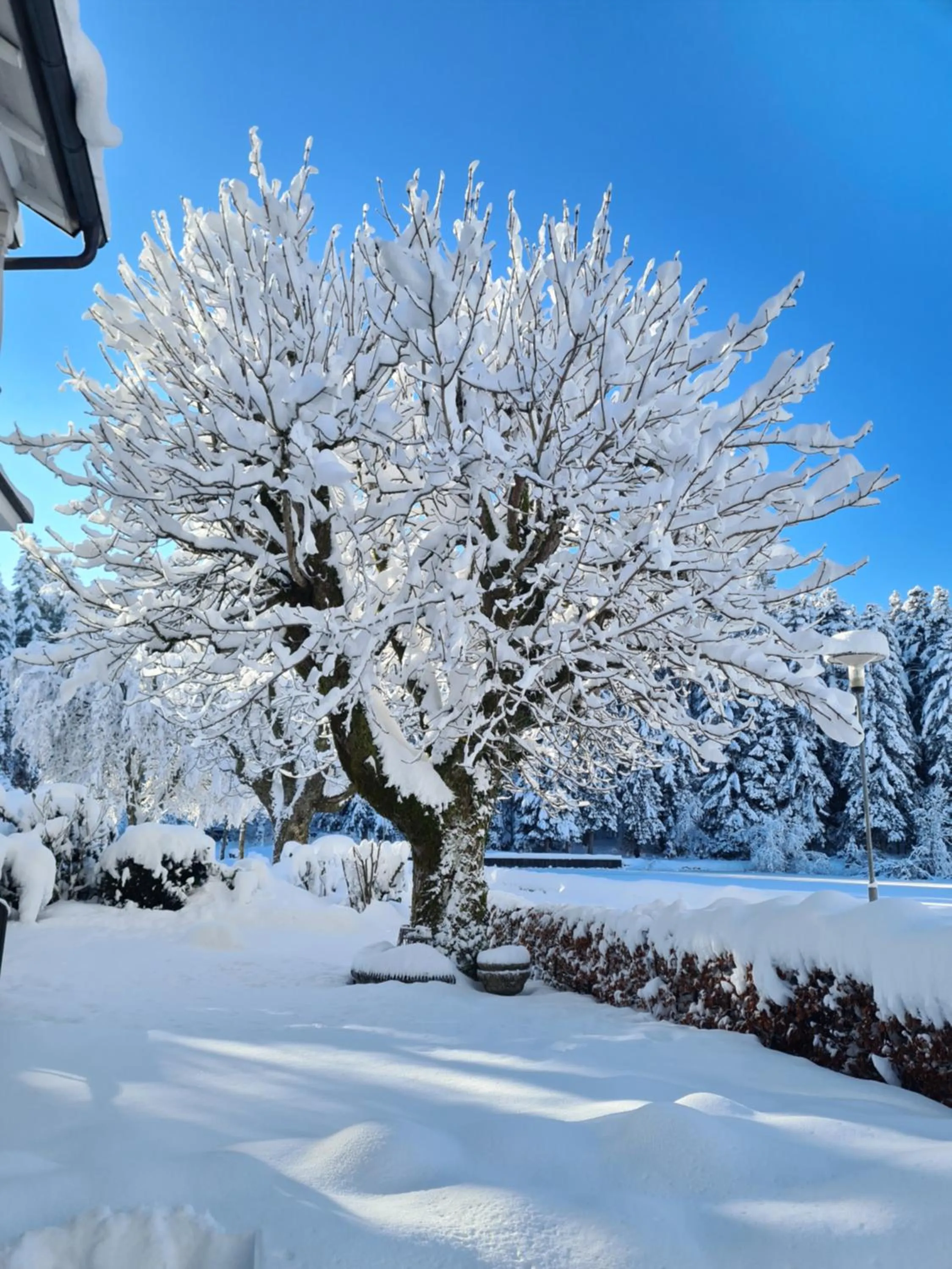 Balcony/Terrace in Hotel Waldsee