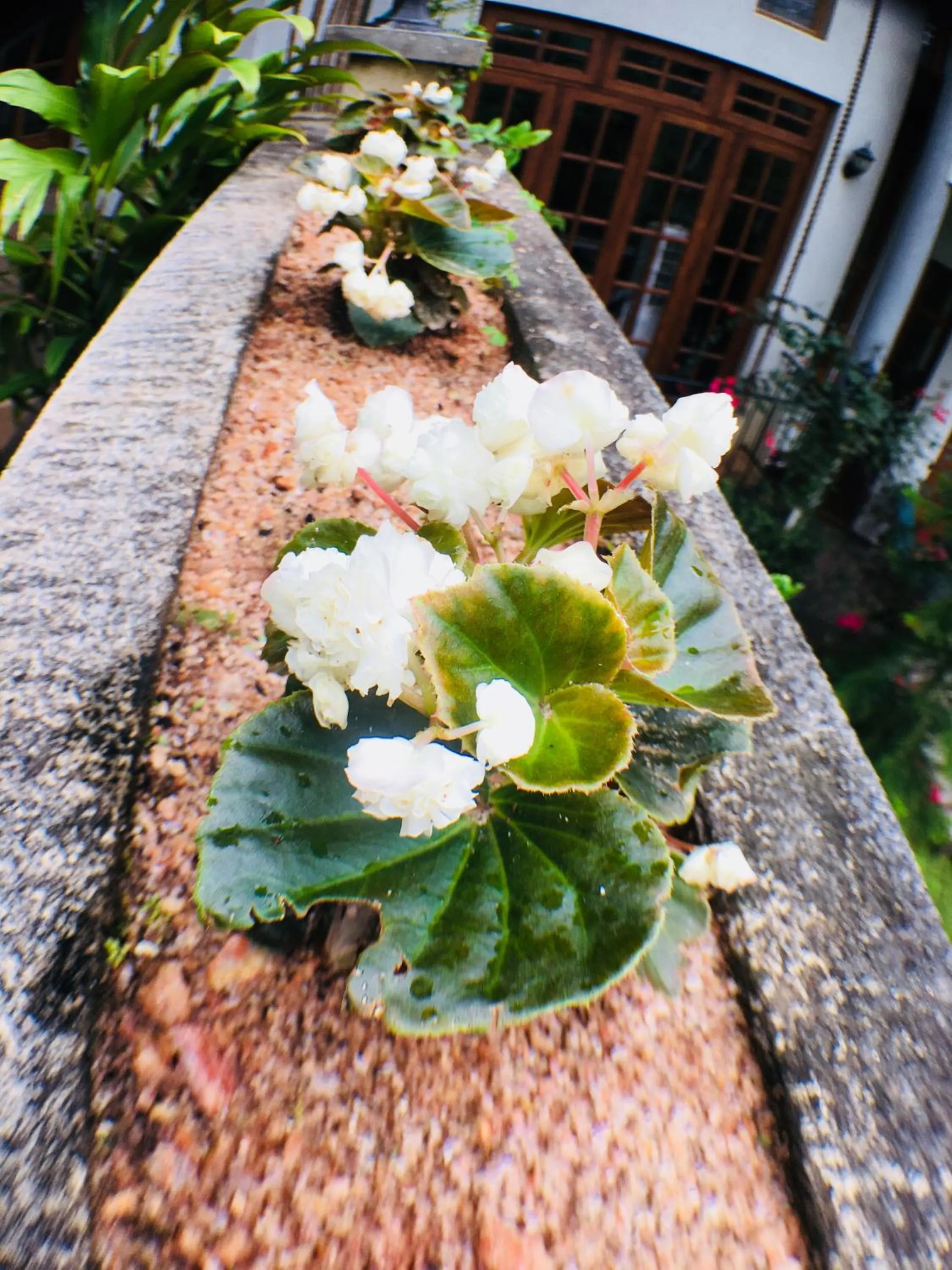 Garden in Villa Familia