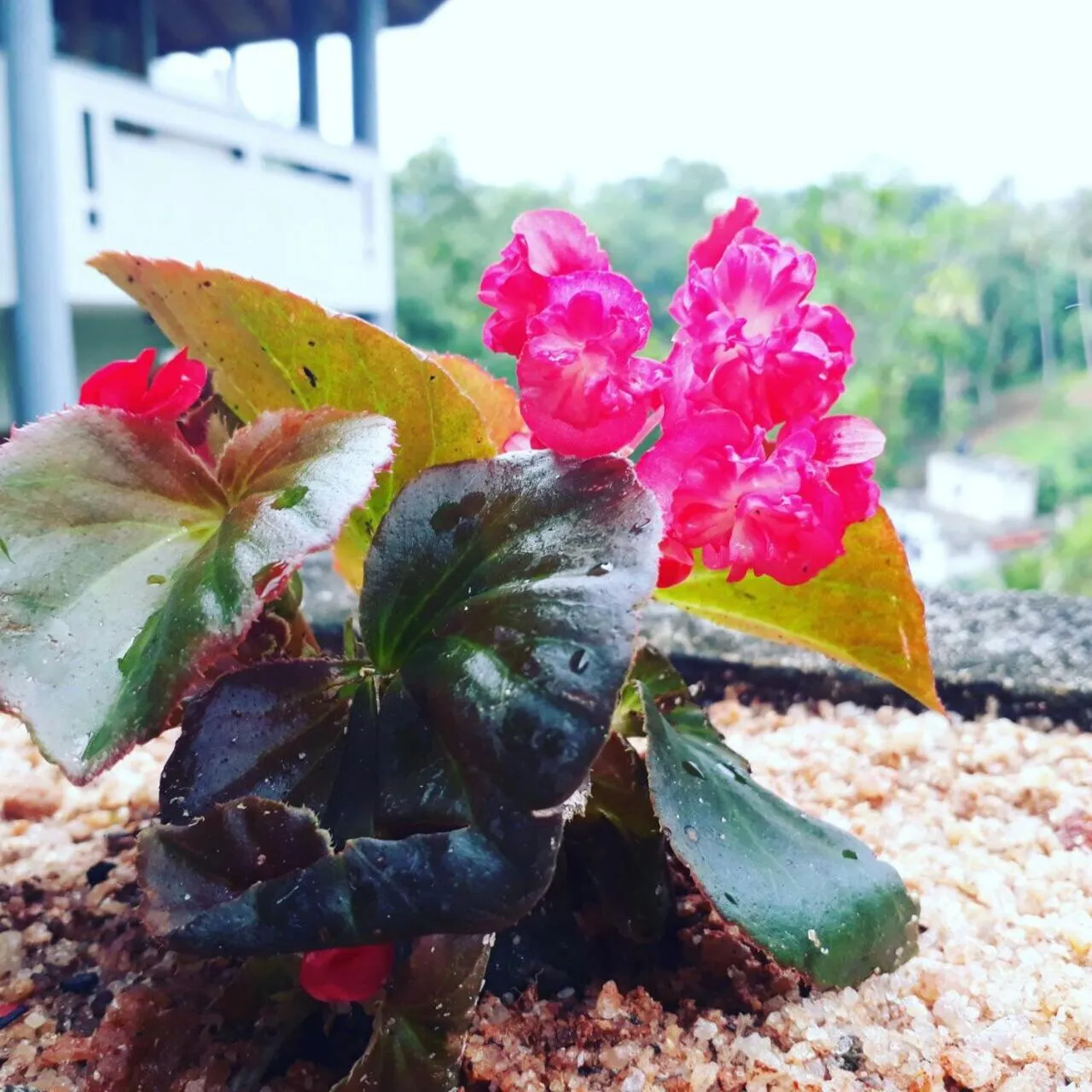 Garden in Villa Familia