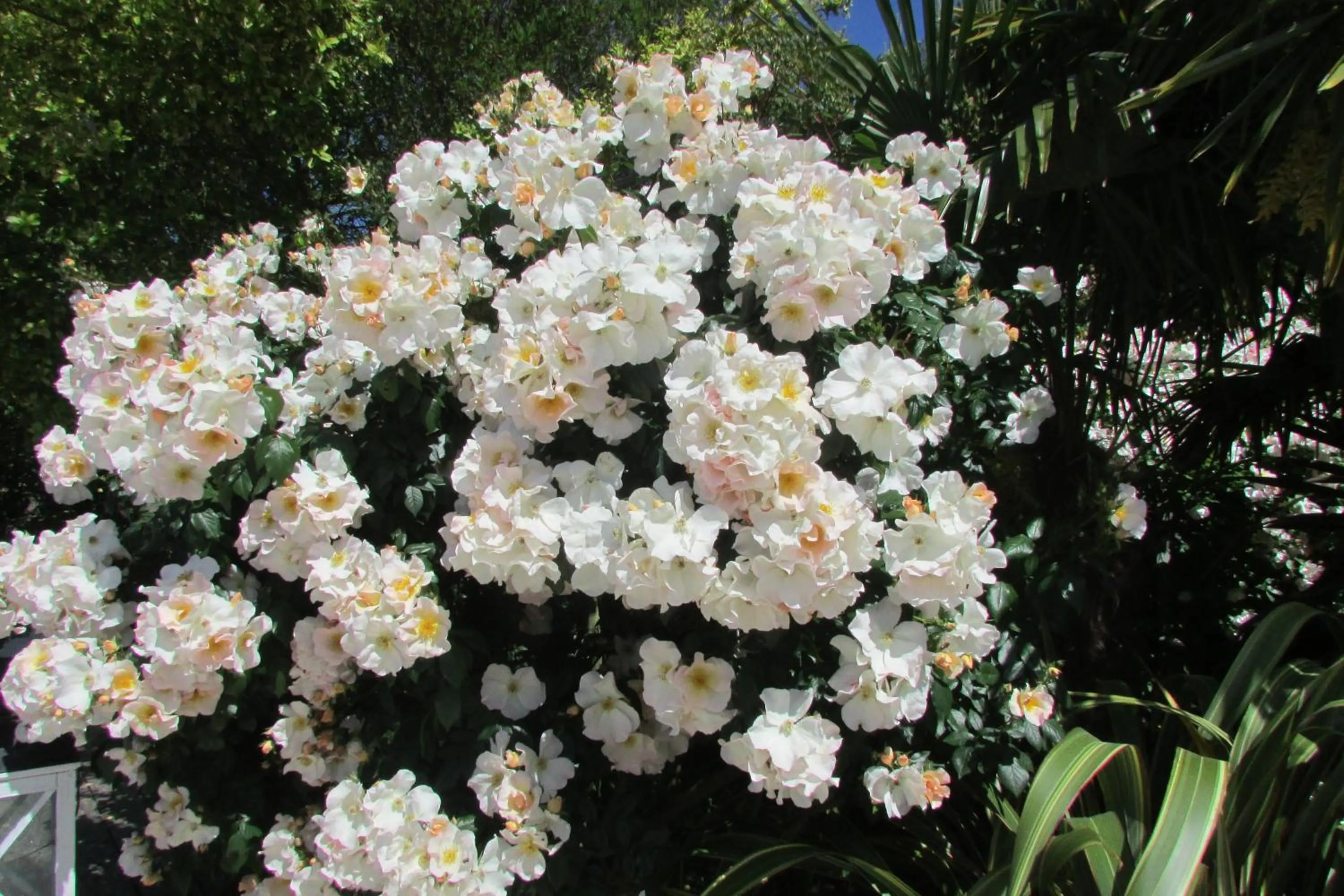 Garden in L'Agapanthe