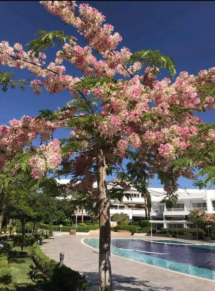 Spring in Monte Carlo Sharm Resort & Spa