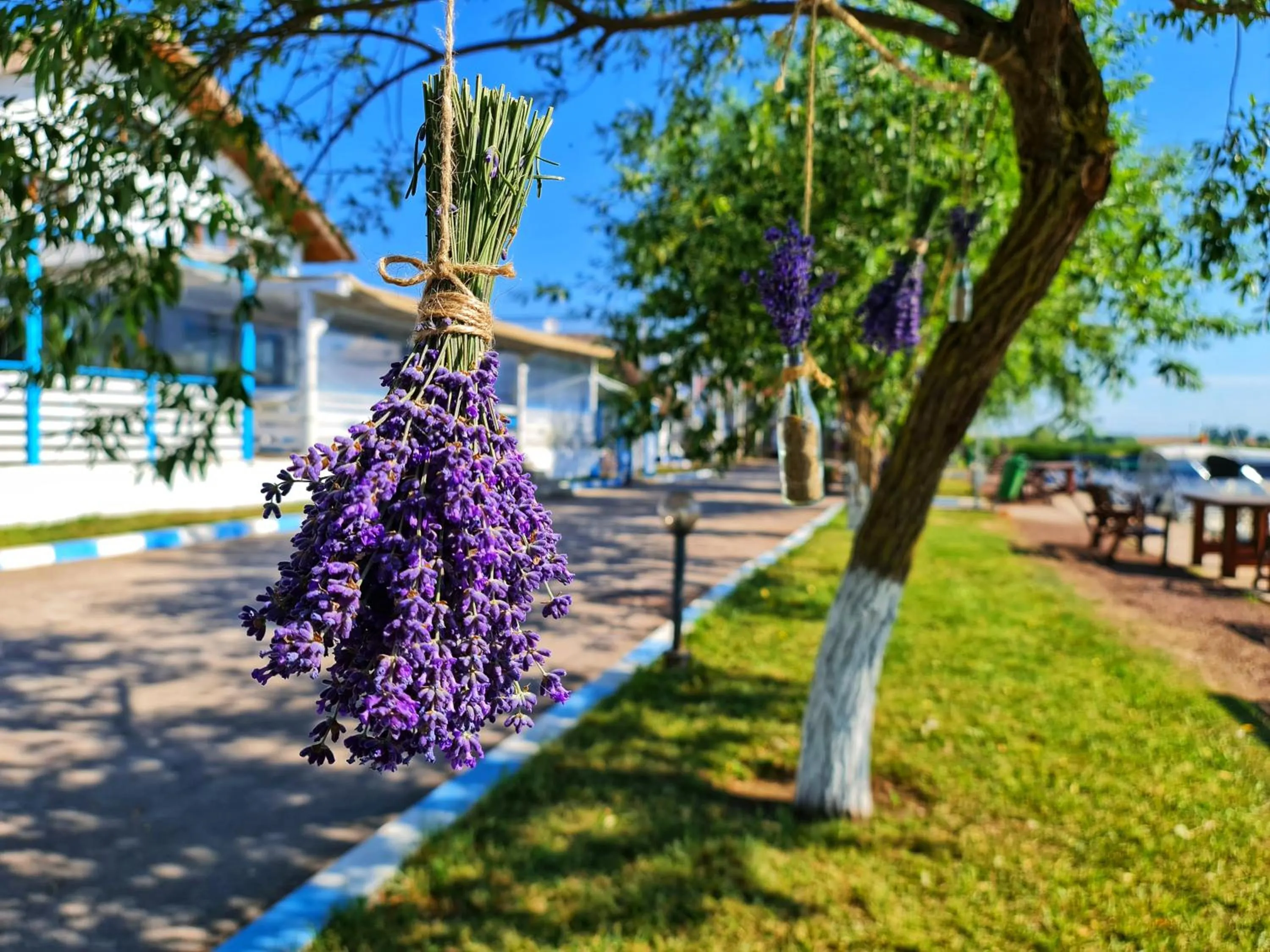 Garden in Casa Pescarilor