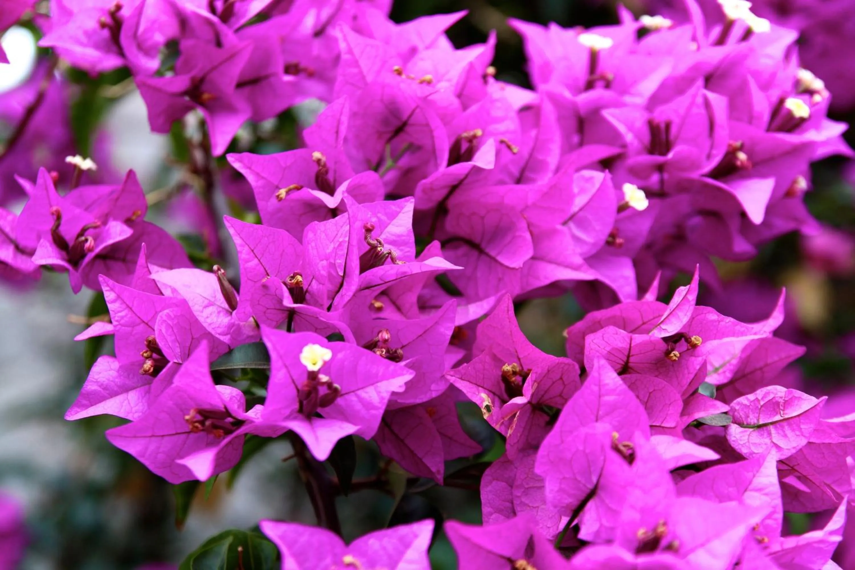 Garden in Eco Finca Vista Bonita