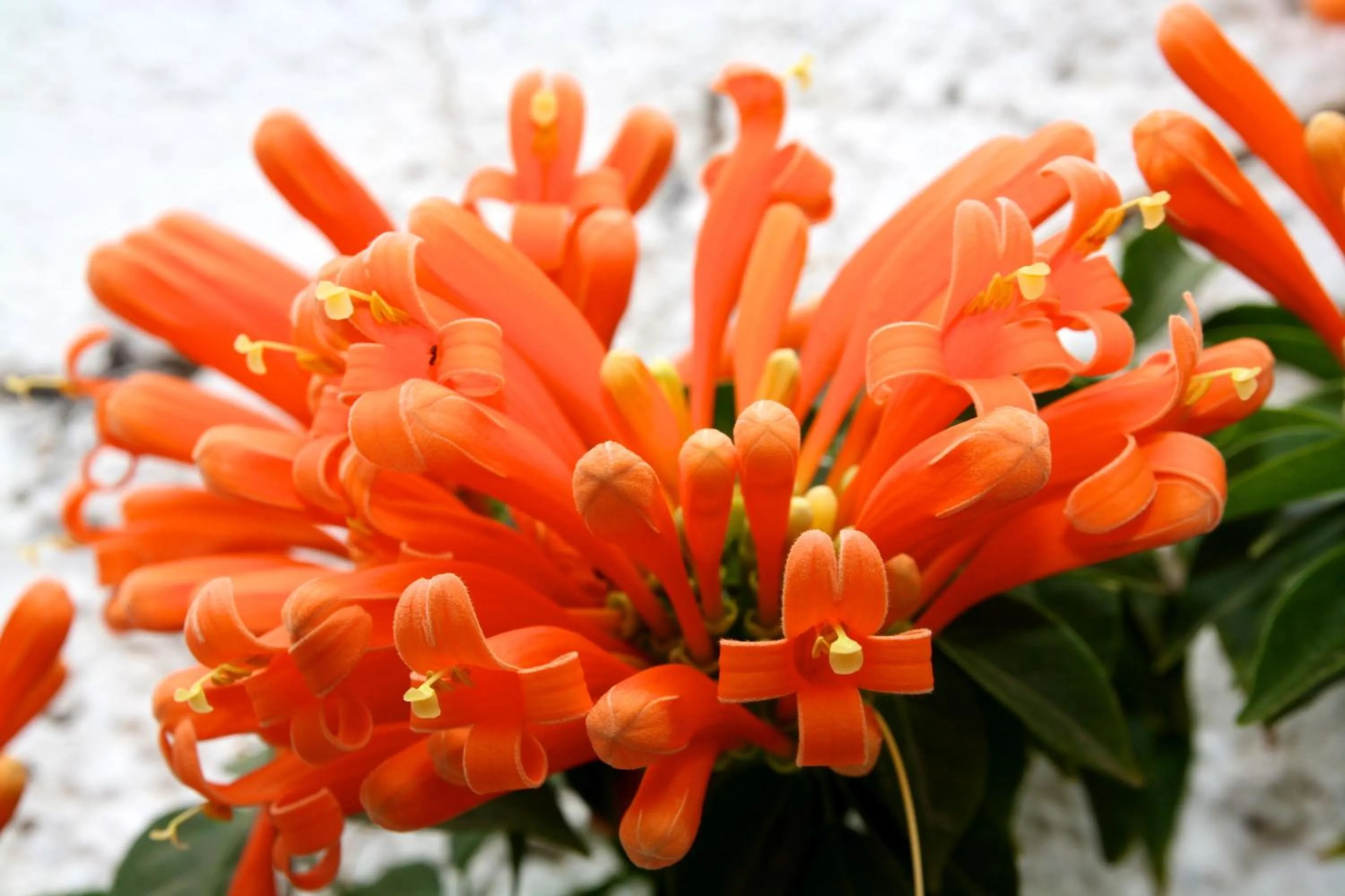 Garden in Eco Finca Vista Bonita